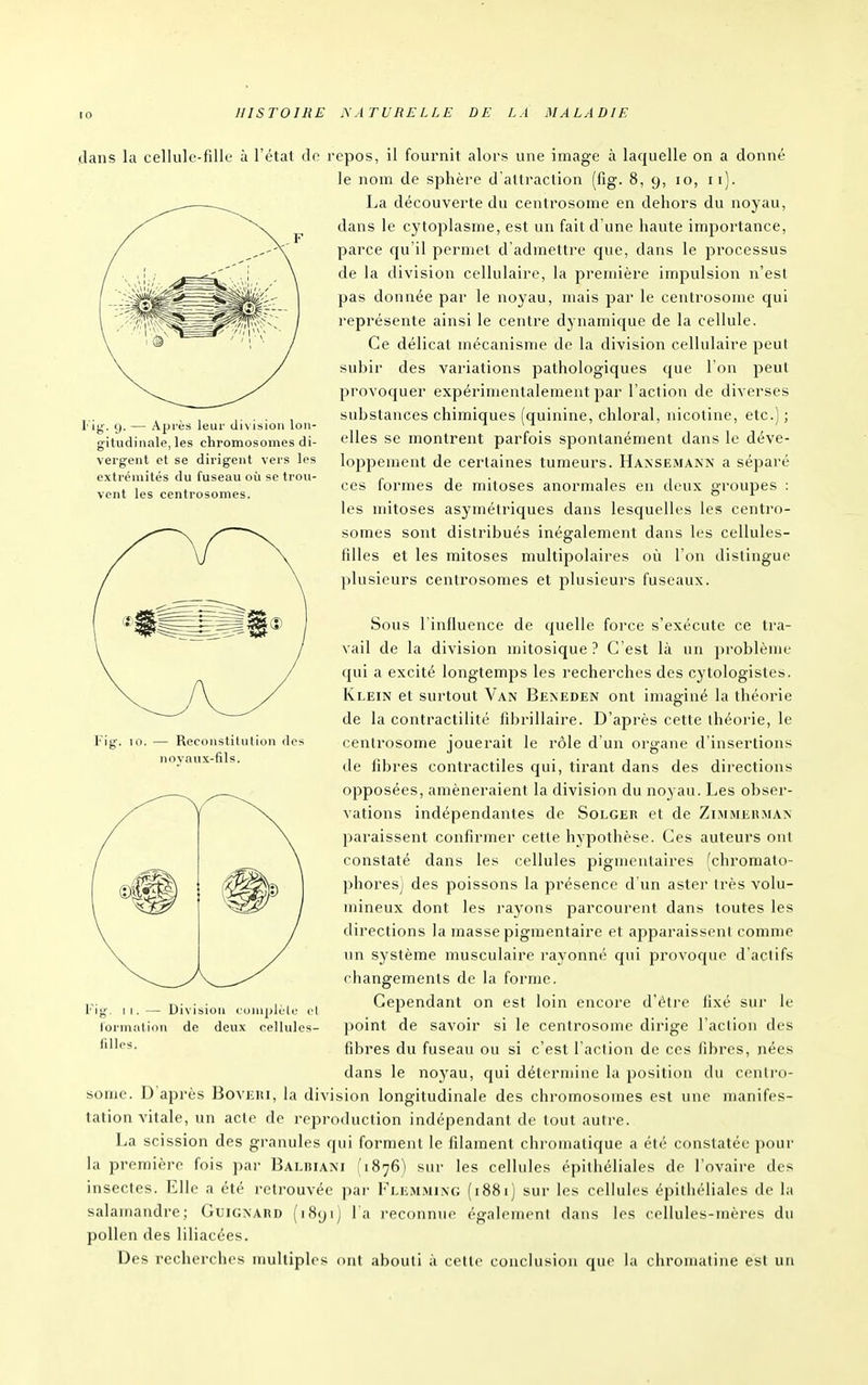 dans la cellule-filk l'ig'. 9. — Après leur division lon- gitudiiiale, les chromosomes di- vergent et se dirigent vers les extrémités du fuseau où se trou- vent les centrosomes. à l'état do repos, il fournit alors une image à laquelle on a donné le nom de sphère d'attraction (fig. 8, 9, 10, 11). La découverte du centrosome en dehors du noyau, dans le cytoplasme, est un fait d'une haute importance, parce qu'il permet d'admettre que, dans le processus de la division cellulaire, la première impulsion n'est pas donnée par le noyau, mais par le centrosome qui représente ainsi le centre dynamique de la cellule. Ce délicat mécanisme de la division cellulaire peut subir des variations pathologiques que l'on peut provoquer expérimentalement par l'action de diverses substances chimiques (quinine, chloral, nicotine, etc.) ; elles se montrent parfois sjîontanément dans le déve- loppement de certaines tumeurs. Hansemakn a séparé ces formes de mitoses anormales eu deux groupes : les mitoses asymétriques dans lesquelles les centro- somes sont distribués inégalement dans les cellules- filles et les mitoses multipolaires où l'on distingue plusieurs centrosomes et plusieurs fuseaux. 10. — Reconstitution des novaux-fils. Sous l'inlluence de quelle force s'exécute ce tra- vail de la division mitosique ? C'est là un problème qui a excité longtemps les recherches des cytologistes. Klein et surtout Van Beneden ont imaginé la théorie de la contractilité fibrillaire. D'après cette théorie, le centrosome jouerait le rôle d'un organe d'insertions de fibres contractiles qui, tirant dans des directions opposées, amèneraient la division du noyau. Les obser- vations indépendantes de Solger et de Zimmerman paraissent confirmer cette hypothèse. Ces auteurs ont constaté dans les cellules pigmentaires (chromato- phoresj des poissons la présence d iin aster très volu- mineux dont les rayons parcourent dans toutes les directions la masse pigmentaire et apparaissent comme un système musculaire rayonné qui provoque d'actifs changements de la forme. Cependant on est loin encore d'être fixé sur le point de savoir si le centrosome dirige l'action des fibres du fuseau ou si c'est l'action de ces fibres, nées dans le noyau, qui détermine la position du centro- some. D'après Bovehi, la division longitudinale des chromosomes est une manifes- tation vitale, un acte de reproduction indépendant de tout autre. La scission des granules qui forment le filament chromatique a été constatée pour la première fois par Balriani (1876) sur les cellules épithéliales de l'ovaire des insectes. Elle a été retrouvée par Flemming (1881) sur les cellules épithéliales de la salamandre; Guigxard (i8yi) l'a reconnue également dans les cellules-mères du pollen des liliacées. Des recherches multiples ont abouti à cette conclusion que la chromatine est un Fig. 11. — Division conipléle cl formation de deux cellules- filles.
