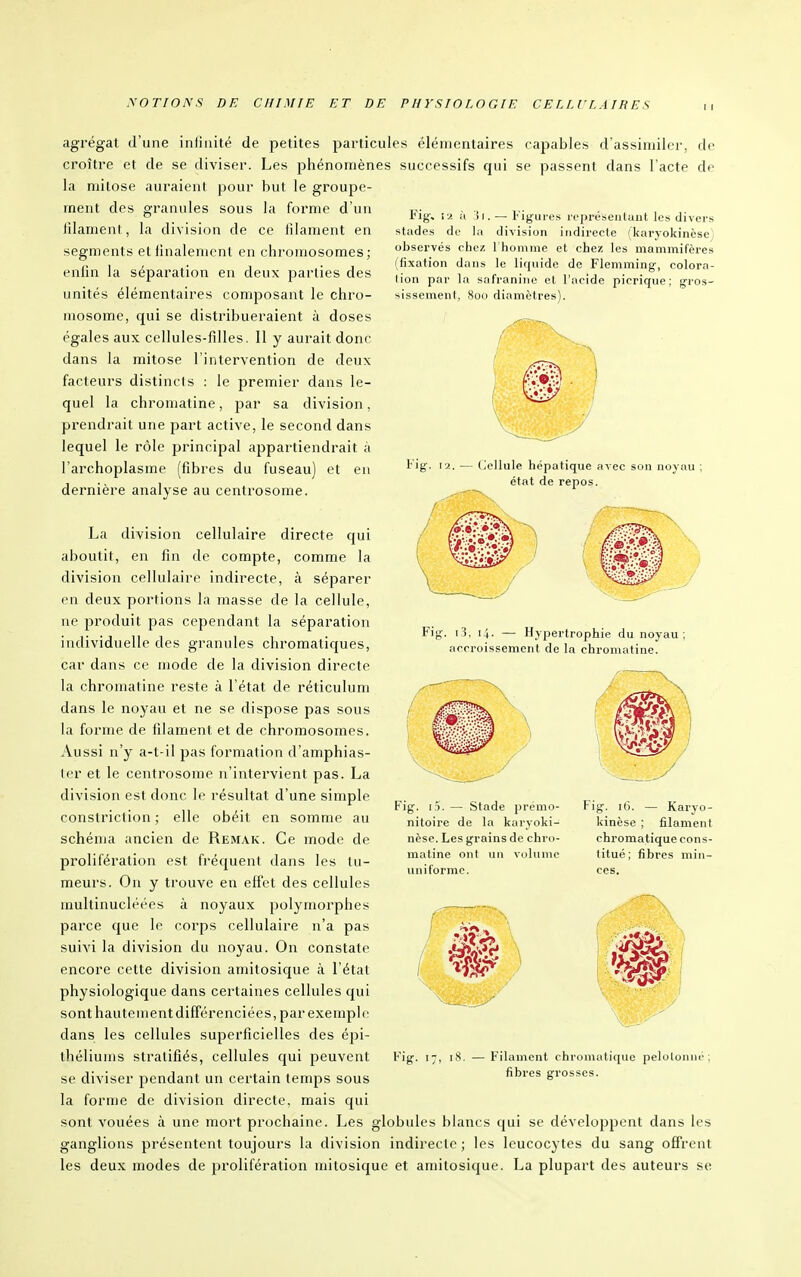 Fig-, i^. à (i. — Figures représentant les divers stades de la division indirecte (karyokinèse) observés chez l'homme et chez les mammifères (fixation dans le liquide de Flemming, colora- lion par la safranine et l'ocide picrique; gros- sissement, 800 diamètres). agrégat d'une infinité de petites particules élémentaires capables d'assimiler, de croître et de se diviser. Les phénomènes successifs qui se passent dans l'acte de la mitose auraient pour but le groupe- ment des granules sous la forme d'un lilament, la division de ce fdament en segments et finalement en chromosomes; enfin la séparation en deux parties des unités élémentaires composant le chro- mosome, qui se distribueraient à doses égales aux cellules-filles. Il y aurait donc dans la mitose l'intervention de deux facteurs distincts : le jiremier dans le- quel la chroniatine, jJar sa division, prendrait une part active, le second dans lequel le rôle principal appartiendrait à l'archoplasme (fibres du fuseau) et eu dernière analyse au centrosome. (Jellule hépatique avec son noyau ; état de repos. Fit . i3, 14. — Hypertrophie du noyau ; accroissement de la chroniatine. ( La division cellulaire directe qui aboutit, en fin de compte, comme la division cellulaire indirecte, à séparer en deux portions la masse de la cellule, ne produit pas cependant la séparation individuelle des granules chromatiques, car dans ce mode de la division directe la chromatine reste à l'état de réticulum dans le noyau et ne se dispose pas sous la forme de filament et de chromosomes. Aussi n'y a-t-il pas formation d'amphias- ter et le centrosome n'intervient pas. La division est donc le résultat d'une simple constriction ; elle obéit en somme au schéma ancien de Remak. Ce mode de prolifération est fréquent dans les tu- meurs. On y trouve en effet des cellules raultinucléées à noyaux polymorphes parce que le corps cellulaire n'a pas suivi la division du noyau. On constate encore cette division amitosique à l'état physiologique dans certaines cellules qui sont hautement différenciées, par exemple dans les cellules superficielles des épi- théliunis stratifiés, cellules qui peuvent se diviser pendant un certain temps sous la forme de division directe, mais qui sont vouées à une mort prochaine. Les globules blancs qui se développent dans les ganglions présentent toujours la division indirecte ; les leucocytes du sang offrent les deux modes de prolifération mitosique et amitosique. La plupart des auteurs se Fig. i5. — Stade prémo- nitoire de la karyoki- nèse. Les grains de chro- matine ont un volume uniforme. Fig. 16. — Karyo- kinèse ; filament chromatique cons- titué; fihres min- ces. m Fig. Filament chromatique pelotonne; fibres grosses.