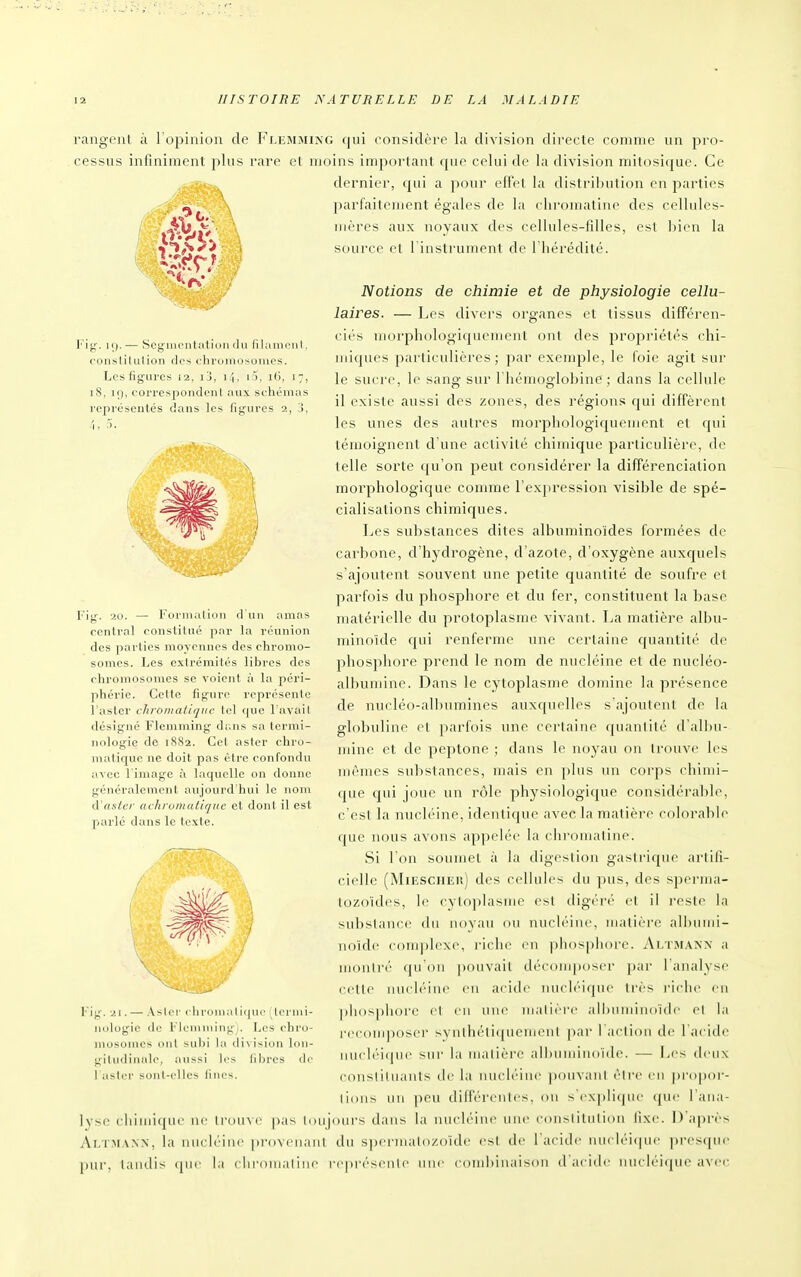 rangeiil à l'opinion de Fliîmmixg (jui considère la division directe comme un pro- cessus infiniment plus rare et moins important que celui de la division milosi<juc. Ce dernier, qui a pour effet la distribution en parties parfaitement égales de la chromaline des cellulcs- nièrcs aux noyaux des cellules-filles, est bien la source et 1 instrument de l'iiérédité. \ iy. 11). — Segmentation (lu filament, conslilulion des chromosomes. Les figures 12, ij, i.^, lî), i(j, 17, 18, 19, correspondent aux schémas représentés dans les figures 2, 3, Notions de chimie et de physiologie cellu- laires. — Les divers organes et tissus différen- ciés morphologiquement ont des propriétés chi- miques particulières; par exemple, le foie agit sur le sucre, le sang sur l'hémoglobine; dans la cellule il existe aussi des zones, des régions qui diffèrent les unes des autres morphologiquement el qui témoignent d'une activité chimique particulière, de telle sorte qu'on peut considérer la différenciation morphologique comme l'exjiression visible de spé- cialisations chimiques. Les substances dites albuminoides formées de carbone, d'hydrogène, d'azote, d'oxygène auxquels s'ajoutent souvent une petite quantité de soufre et parfois du phosphore et du fer, constituent la base matérielle du protoplasme vivant. La matière albu- mino'ide qui renferme une certaine quantité de phosphore prend le nom de nucléine et de nucléo- albumine. Dans le cytoplasme domine la présence de nucléo-al])umines auxquelles s'ajoutent de la globuline et jiarfois une certaine quantité d'albu- mine et de peptone ; dans le noyau on trouve les mêmes sul)stances, mais en plus un corps chimi- que qui joue un rôle physiologique considérable, c'est la nucléine, identique avec la matière colorabb^ que nous avons appelée la chromaline. Si l'on soumet à la digestion gastrique artifi- cielle (MiESCiiiiiî) des cellules du jius, des sperma- tozoïdes, le cytoplasme est digéré et il reste la substance du noyau ou nucléine, matière albumi- iioidc complexe, riche en phosphore. Altmakn a monlr('' qu'on pouvait découq)oser par l'analyse cette nucléine eu acide nucléique très l'iche en phosphore el eu une malière albiimindUle el la recomposer syuihéticpienieut par l'acliou de l'acide iiu( li''i(|ue sui' la malière albumiuoïdc. — FjCs deux eonslilnaiits de la niH-|(''iue pouvant èire en propor- lioiis un [leu dilférenles, un s'explicpie cpie l'ana- lyse chiurKiiie ne trouve pas lonjours dans la nucléine uiu' eonslituliou lixe. I) après Ai.TMA.NN, la nueh'ine provenant du spermalozoide est de l'acide nucléi(pu- presfiue pur, tandis cpie la ehronialine représente une combinaison d'acide nucléique avec l'ig. 20. — Formai Ion d'un amas central conslilué par la réunion des parties moyennes des chromo- somes. Les extrémités libres des chromosomes se voient à la péri- phérie. Cette figure représente l'aster chromaliqric tel que l'avait désigné Flemming dans sa termi- nologie de 1882. Cet aster chro- matique ne doit pas être confondu avec l'image à laquelle on donne généralement aujourd'hui le nom A'aster achromatique et dont il est parle dans le lexie. 1' g. 21. — A>lrr ( Ili-omali<|ui' lormi- iiolugie de Memmingj. Les rhi'o- )iiosomes ont subi la division lon- giludinale, aussi les fibres de l astcr sont-elles fines.