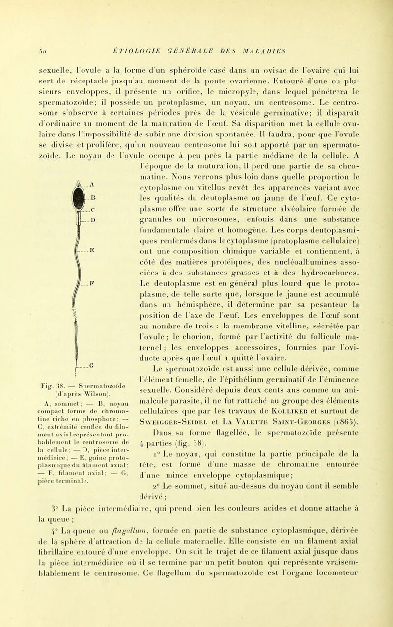 D E sexuelle, l ovule a la forme d'un sphéroïde casé dans un ovisac de l'ovaire qui lui sert de réreptacle jusqu'au moment de la ponte ovarienne. Entouré d'une ou plu- sieurs enveloppes, il présente un orifice, le micropyle, dans lequel pénétrera le spermatozoïde; il possède un protoplasme, un noyau, un centrosome. Le centro- some s'observe à certaines périodes près de la vésicule germinative; il disparaît d'ordinaire au ujoment de la maturation de l'd'uf. Sa disparition met la cellule ovu- laire dans l'impossibilité de sul)ir une division spontanée. 11 faudra, pour que l'ovule se divise et prolifère, qu un nouveau centrosome lui soit apporté par un spermato- zoïde. Le noyau de 1 ovule occupe à peu près la partie médiane de la cellule. A 1 époque de la maturation, il perd une partie de sa chro- matiiie. Nous verrons plus loin dans quelle proportion le cytoplasme ou vitellus revêt des apparences variant avec les qualités du deutoplasme ou jaune de l'œuf. Ce cyto- plasme offre une sorte de structure alvéolaire formée de granules ou microsomes, enfouis dans une substance fondamentale claire et homogène. Les corps deutoplasmi- ques renfermés dans le cytoplasme (protoplasme cellulaire) ont une composition chimique variable et contiennent, à côté des matières protéiques, des nucléoalbumines asso- ciées à des substances grasses et à des hydrocarbures. Le deutoplasme est en général plus lourd que le proto- plasme, de telle sorte que, lorsque le jaune est accumulé dans un hémisphère, il détermine par sa pesanteur la position de l'axe de l'd'uf. Les enveloi)pes de l'œuf sont au nombre de trois : la membrane vitelline, sécrétée par l'ovule; le chorion, formé par l'activité du follicule ma- ternel ; les enveloppes accessoires, fournies par l'ovi- ducte après cjue l'a-uf a quitté l'ovaire. Le spermatozoïde est aussi une cellule dérivée, connue l'élément femelle, de l'épilhélium germinatif de l'éminencc sexuelle. Considéré depuis deux cents ans comme un ani- malcule parasite, il ne fut rattaché au groupe des éléments cellulaires que par les travaux de Koi.likkii et surtout de SwF.i(;(;iiii-Si;M)i:L et La \'Ai.iiTTii Saint-Ckoiicks (8()j). Dans sa forme flagellée, le spermatozoïde présente 4 parties (llg. 38). 1° Le noyau, qui constitue la [)artie principale de la tète, est formi' cl une masse de chromaline entourée d une mince enveloppe cytoplasmicpie ; '1° I^e sommet, situé au-dessus du noyau dont il semble dérivé ; 3° La pièce intermédiaire, (pii prend bien les couleurs acides et donne attache à la queue ; Y' La queue ou /la<^cl/ani, formée en partie de substance cytoplasmiquc, dérivée (le la sphère d'attraction de la cellule maleruelle. Kllc consiste en un lilament axial libi'illaire entouré d'une envel()])j)c. On suit le trajet de ce lilament axial juscpie dans la pièce intermédiaire où il se termine par un ])etit bouton (|ui l'eprésente vraisem- biablemeiil le cenlrosome. Ce (lagellum du s|)ermatozoïde est l'organe locomoteur Fig. 'Î8. — Speniialozoïdo (d'après Wilsoii). A, sommet ; — B, noyau compact formé do chroma- finc riche en phosphore; — C, cxti'éniité renflée du fila- ment axial représentant pro- bablement le centrosome de la cellule; — D, pièce inter- médiaire; —E, gaine proto- plasmiquedu filament axial; — F, filament axiiil ; — G, pièce terminale.
