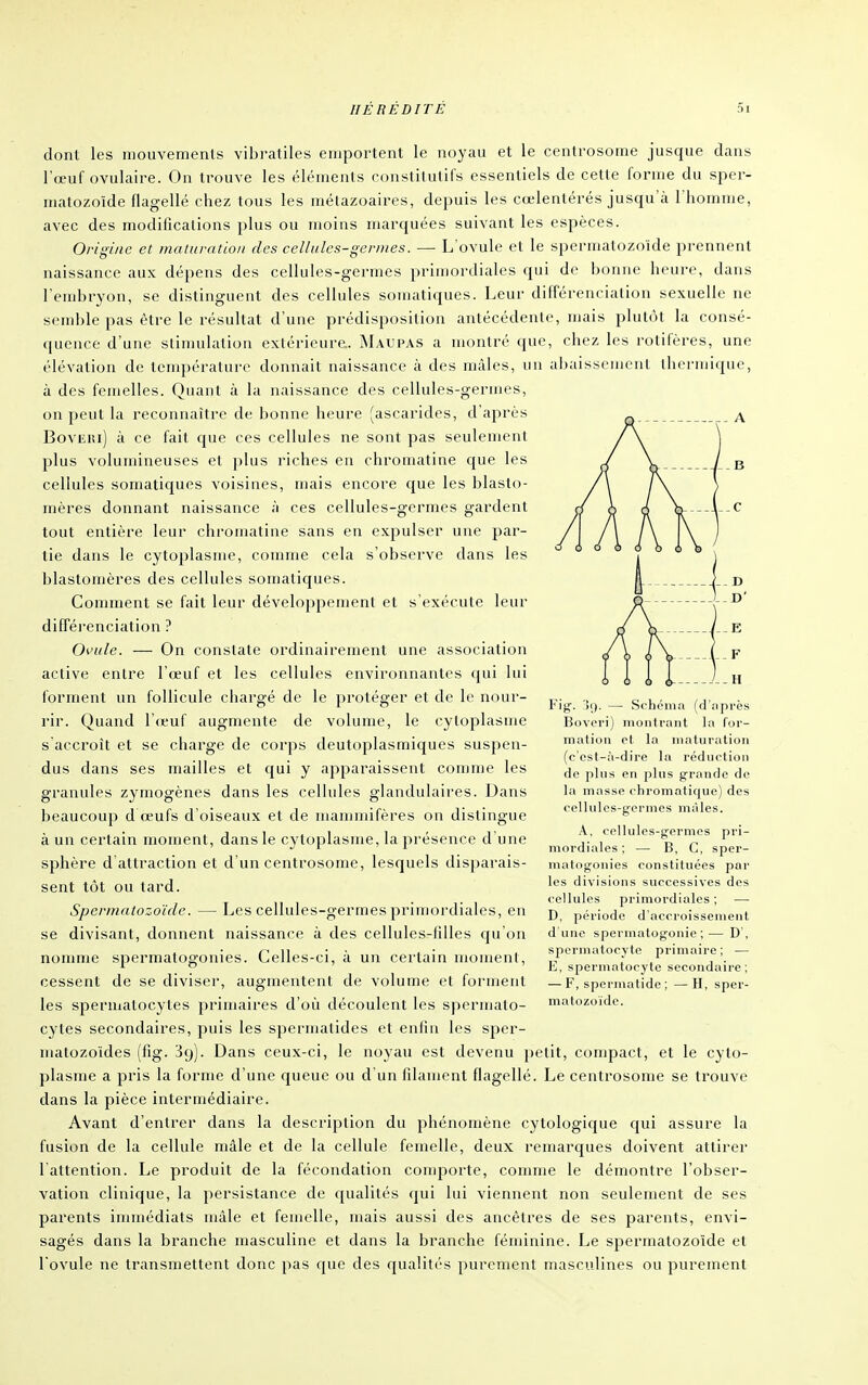 dont les mouvemenls vibratiles emportent le noyau et le centrosome jusque dans l'œuf ovulaire. On trouve les éléments constitutifs essentiels de cette forme du sper- matozoïde flagellé chez tous les métazoaires, depuis les cœlentérés juscju'à l'homme, avec des modifications plus ou moins marquées suivant les espèces. Origine et maturatiofi des cellules-germes. — L'ovule et le spermatozoïde prennent naissance aux dépens des cellules-germes primordiales qui de bonne heure, dans l'embryon, se distinguent des cellules somatiques. Leur différenciation sexuelle ne semble pas être le résultat d'une prédisposition antécédente, mais plutôt la consé- quence d'une stimulation extérieure.. ^Lvupas a montré que, chez les rotifères, une élévation de température donnait naissance à des mâles, un abaissement thermique, à des femelles. Quant à la naissance des cellules-germes, on peut la reconnaître de bonne heure (ascarides, d'après Boviiiii) à ce fait que ces cellules ne sont pas seulement plus volumineuses et plus riches en chromatine que les cellules somatiques voisines, mais encore que les blasto- mères donnant naissance à ces cellules-germes gardent tout entière leur chromatine sans en expulser une par- tie dans le cytoplasme, comme cela s'observe dans les blastomères des cellules somatiques. Comment se fait leur développenient et s'exécute leur difféi'enciation ? Ovule. — On constate ordinairement une association active entre l'œuf et les cellules environnantes qui lui forment un follicule chargé de le protéger et de le nour- rir. Quand l'ceuf augmente de volume, le cytoplasme s'accroît et se charge de corps deutoplasmiques suspen- dus dans ses mailles et qui y apparaissent comme les granules zymogènes dans les cellules glandulaires. Dans beaucoup d œufs d'oiseaux et de mammifères on distingue à un certain moment, dans le cytoplasme, la présence d'une sphère d attraction et d'un centrosome, lesquels disparais- sent tôt ou tard. Spermatozoïde. — Les cellules-germes primordiales, en se divisant, donnent naissance à des cellules-lilles qu'on nomme spermatogonies. Celles-ci, à un certain montent, cessent de se diviser, augmentent de volume et forment les speruiatocytes primaires d'où découlent les spermato- cytes secondaires, puis les sperniatides et enlin les sper- matozoïdes (fig. 39). Dans ceux-ci, le noyau est devenu petit, compact, et le cyto- plasme a pris la forme d'une queue ou d'un filament flagellé. Le centrosome se trouve dans la pièce intermédiaire. Avant d'entrer dans la description du phénomène cytologique qui assure la fusion de la cellule mâle et de la cellule femelle, deux remarques doivent attirer l'attention. Le produit de la fécondation comporte, comme le démontre l'obser- vation clinique, la persistance de qualités qui lui viennent non seulement de ses parents immédiats mâle et femelle, mais aussi des ancêtres de ses parents, envi- sagés dans la branche masculine et dans la branche féminine. Le spermatozoïde et l'ovule ne transmettent donc pas que des qualités purement masculines ou purement l'ig. '5i). — Schéma (d'nprcs Bovevi) montrant la for- mation et la maturation (c'est-à-dire la réduction de plus en plus grande de la masse chromatique) des cellules-germes mâles. A, cellules-germes pri- mordiales ; — B, C, sper- matogonies constituées par les divisions successives des cellules primordiales; — D, période d'accroissemeut d'une spermatogonie ;— D', spermatocyte primaire ; — E, spermatocyte secondaire; — F, spermatide ; — H, sper- matozoïde.