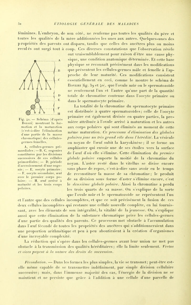 féminines. L'embryon, de son côlé, ne renferme pas toutes les qualités du père et toutes les qualités de la mère additionnées les unes aux autres. Quelques-unes des propriétés des parents ont disparu, tandis que celles des ancêtres plus ou moins recul és ont surgi tout à couji. Ces diverses constatations que l'observation révèle ont vraisemblablement pour raison d'être une cause phy- sique, une condition anatomique déterminée. Et cette base physique se reconnaît précisément dans les modifications que présentent les cellules-germes màle el femelle à l'ap- proche de leur maturité. Ces modifications consistent essentiellement en ceci, comme le montre le schéma de BoviiRi (fig. 3<j et 40), que l'ovule mûr ou le spermatozoïde ne renferment l'un et l'autre qu'une part de la quantité totale de chroinatine contenue dans l'oocyte primaire ou dans le spermatocyte primaire. La totalité de la chromatine du spermatocyte primaire est distribuée à quatre spermatozoïdes; celle de l'oocyte primaire est également divisée en quatre parties, la pre- mière attribuée à l'ovule arrivé à maturation et les autres aux corps polaires qui sont éliminés au moment de cette même maturation. Ce processus d'élimination des globules polaires joue un très grand rôle dans Vhérédité. La vésicule ou noyau de l'œuf subit la karyokinèse; il se forme un anq^hiaster qui envoie une de ses étoiles vers la surface de l'œuf d'où elle s'élimine. Cette élimination du premier globule polaire emporte la moitié de la chromatine du noyau. L'aster resté dans le vitellus se divise encore sans phase de repos, c'est-à-dire sans avoir eu le temps de reconstituer la masse de sa chi'-oniatine ; le produit de sa division sous forme d'aster s élimine encore, c'est le deuxième globule polaire. Ainsi la chromatine a perdu les trois quarts de sa masse. On s explique de la sorte que l'ovule mûr et le spermatozoïde ne représentent l'un et l'autre que des cellules incomplètes, et cjue ce soit précisément la fusion de ces deux cellules incomplètes qui restaure une cellule nouvelle coniplèle, en lui fournis- sant, avec les éléments de son intégralité, la vitalité de la j(Miiiesse. On. s'explique aussi que cette élimination de la substance chromatique prive les cellules-germes d'une partie des qualités des parents. Ce processus met obstacle à l'accumulation dans l'a-uf fécondé de toutes les propriétés des ancêtres qui s'additionneraient dans une proportion arithmétique et peu à ])eu aboutiraient à la création d'organismes d'une incroyable complexité. La réduction qui s'opère dans les cellules-germes avant leur union ne nu'l pas obstacle à la transmission des c|ualités héréditaires; elle la liniilc seulement. Vertus et i'ices payent à la nature des droits de succession. Fig. 40. — Schéma (d'après Bovcri) montrant la for- mation et la maturation (c'est-à-dire l'élimination d une partie do la masse chromatique) des cellules- germes femelles. A, cellules-germes pri- mordiales;— B, G, oogonies constituées par les divisions successives de ces cellules primordiales ; — D. période d'accroissement d'une oogo- nie; — E, oocyte primaire; — F, oocyte secondaire, œuf avec le premier corps po- laire; — H, œuf arrivé à maturité et les trois corps polaires. Fécondation. — Dans les formes les plus simples, la vie se transmet; peut-être est- cUe même capable de se transmettre indéfiniment, par simple division cellulaire successive; mais, dans l'immense majorité des cas, l'énergie de la division ne se maintient et ne jiersiste que grâce à l'addition à une cellule d'une parcelle de I