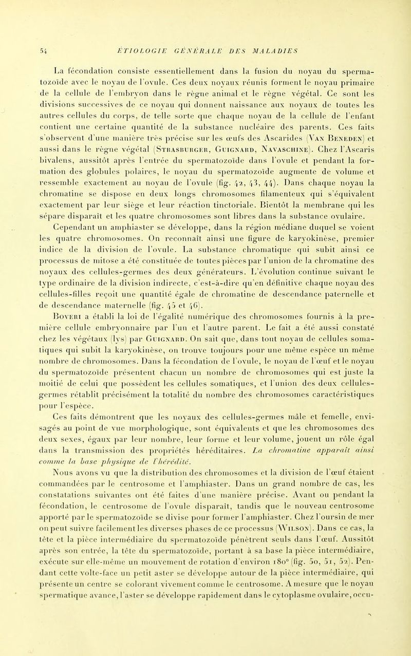 La fécondation consiste essentiellement dans la fusion du noyau du sperma- tozoïde avec le noyau de l ovule. Ces deux noyaux réunis forment le noyau primaire de la cellule de l'embryon dans le règne animal et le règne végétal. Ce sont les divisions successives de ce noyau qui donnent naissance aux noyaux de toutes les autres cellules du corps, de telle sorte cjue chaque noyau de la cellule de l'enfant contient une certaine quantité de la subslanco nucléaire des parents. Ces faits s'observent d'une manière très précise sur les œufs des Ascarides (^'A^• Bexeden] et aussi dans le règne végétal (STRAsisuiiGEiî, Gi-'ignaiîd, ÏN'avascihxe). Chez l'Ascaris bivalens, aussitôt après l'entrée du spermatozoïde dans l'ovule et pendant la for- mation des globules 25olaires, le noyau du spermatozoïde augmente de volume et ressemble exactement au noyau de l'ovule (fig. 42, l\?>, 44)- Dans chaque noyau la chromatine se dispose en deux longs chromosomes filamenteux rjui s'équivalent exactement par leur siège et leur réaction tinctoriale. Bientôt la membrane qui les sépare disparaît et les cjuatre chromosomes sont libres dans la substance ovulaire. Cependant un amphiaster se développe, dans la région médiane duquel se voient les quatre chromosomes. On reconnaît ainsi une figure de karyokinèse, premier indice de la division de l'ovule. La substance chromatique (jui subit ainsi ce processus de mitose a été constituée de toutes pièces par l'union de la chromatine des noyaux des cellules-germes des deux générateurs. L'évolution continue suivant le type ordinaire de la division indirecte, c'est-à-dire qu'en définitive chaque noyau des cellules-filles reçoit une quantité égale de chromatine de descendance paternelle et de descendance maternelle (fig. 4 j et '|G). BovERi a établi la loi de l'égalité numéi-ique des chromosomes fournis à la pre- mière cellule embryonnaire par l'un et l'autre jiarent. Le fait a été aussi constaté chez les végétaux (lys) par Gihgxard. On sait cjue, dans tout noyau de cellules soma- tiques qui subit la karyokinèse, on trouve toujours pour une même espèce un même nombre de chromosomes. Dans la fécondation de l'ovule, le noyau de l'œuf et le noyau du spermatozoïde présentent chacun un nombre de chromosomes qui est juste la moitié de celui cjue possèdent les cellules somatiques, et l'uiiiDu des deux cellules- germes rétablit précisément la totalité du nombre des chromosomes caractéristiques pour l'espèce. Ces faits démontrent que les novaux des cellules-germes mâle et femelle, envi- sagés au jîoint de vue morphologique, sont équivalents et que les chromosomes des deux sexes, égaux par leur nombre, leur forme et leur volume, jouent un rôle égal dans la transmission des propriétés héréditaires. La c/iroiiiati/ie apparaît ainsi comme la base physique de f hérédité. Nous avons vu que la distribution des chromosomes et la division de l'œuf étaient commandées par le centrosome et l'amphiasler. Dans un grand nombre de cas, les constatations suivantes ont été faites d'une manière précise. Avant ou pendant la fécondation, le centrosome de l'ovule disparaît, tandis que le nouveau centrosome apporté parle spermatozoïde se divise pour former l'amphiaster. Chez l'oursin de mer on peut suivre facilement les diverses phases de ce processus (Wii.son). Dans ce cas, la tète cl la pièce intermédiaire du spermatozoïde pénètrent seuls dans l'œuf. Aussitôt après son entrée, la tête du spei-malozoïde, ])ortant à sa base la pièce intermédiaire, exécute sur elle-même un mouvement de rotation d'environ 180° l(ig. îo, Ji, S-aI. Pen- dant cette volte-face un petit aster se dévelop[)e autour de la pièce intcrmrdiaii-e. qui présente un centre se colorant vivenn-nt connue le centrosome. A mesure que le noyau spermatique avance, l'aster se développe rapidement dans le cytoplasme ovulaire, occu-