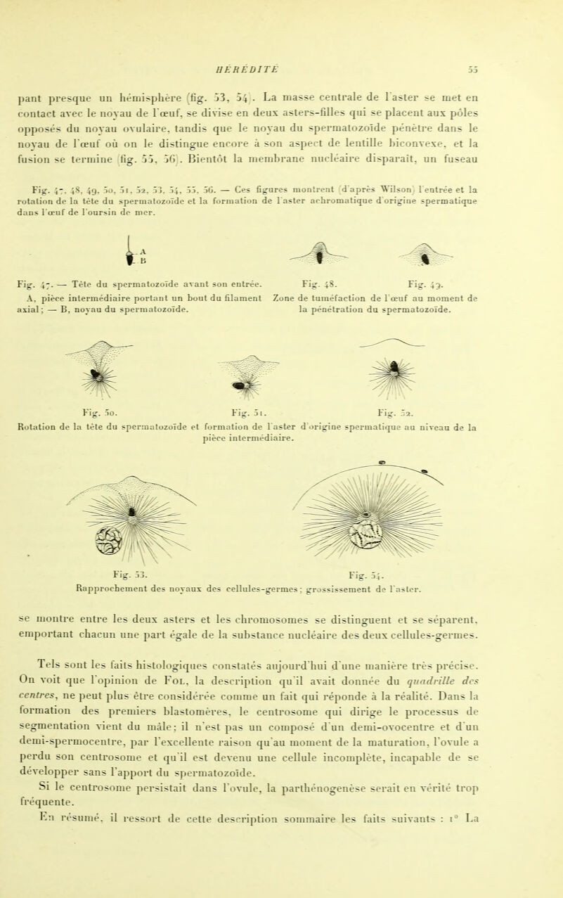 UKRÉÙITÉ pant presque un hémisphère (fig. 53, 54 • La masse centrale de l'aster se met en contact avec le noyau de 1 œuf, se divise en deux asters-filles qui se placent aux pôles opposés du novau OA ulaire. tandis que le noyau du spermatozoïde pénètre dans le novau de l'œuf où on le distingue encore à son aspect de lentille biconvexe, et la fusion se termine fig. 53, 5G . Bientôt la membrane nucléaire disparaît, un fuseau Fig. 47. 48. 49. 5o, îi. îj. .ï4, 5.). 56. — Ces fig-ares montrent d'après Wilson l'entrée et la rotation de la tète du spermatozoïde et la formation de l'aster achromatique d origine spermatique dans l'oeuf de l'oursin de mer. Fig. 47. — Tète du spermatozoïde avant son entrée. Fig. 48. Fio- -i?- A. pièce intermédiaire portant un bout du filament Zone de tuméfaction de 1 œuf au moment de axial; — B, noyau du spermatozoïde. la pénétration du spermatozoïde. Fig î5- Fig. 54. Rapprochement des noyaux des cellules-germes: grossissement de l'aster. se montre entre les deux asters et les chromosomes se distinguent et se séparent, emportant chacun une part égale de la substance nucléaire des deux cellules-germes. Tels sont les faits histologiques conslatés aujourd'hui d une manière très précise. On voit que l'opinion de Fol. la description qu'il avait donnée du quadrille des centres, ne peut plus être considérée comme un fait qui réponde à la réalité. Dans la formation des premiers blastomères. le centrosome qui dirige le processus de segmentation vient du mâle: il n'est pas un composé d'un demi-ovocentre et d un demi-spermocenlre, par l'excellente raison qu au moment de la maturation, l'ovule a perdu son centrosome et qu'il est devenu une cellule incomplète, incapable de se développer sans l'apport du spermatozoïde. Si le centrosome persistait dans l'ovule, la parthénogenèse serait en vérité trop fréquente. En résumé, il ressort de cette description sommaire les faits suivants : La