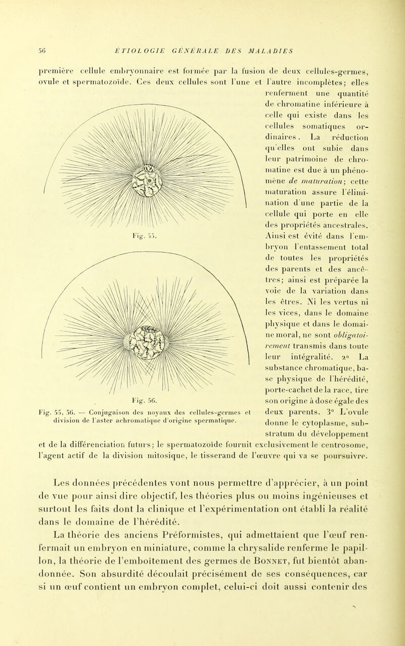première cellule embrYonnaire est formée par la fusion tle deux cellules-germes, ovule et spermatozoïde. Ces deux cellules sont l'une et l'autre incomplètes; elles renferment une quantité de chromaline inférieure à celle qui existe dans les cellules somatiques or- dinaires . La réduction qu'elles ont subie dans leur patrimoine de chro- matine est due à un phéno- mène de maturation; cette maturation assure l'élimi- nation d'une partie de la cellule qui porte en elle des propriétés ancestrales. Ainsi est évité dans l'em- bryon l'entassement total de toutes les propriétés des parents et des ancê- tres; ainsi est préparée la voie de la variation dans les êtres. Ni les vertus ni les vices, dans le domaine physique et dans le domai- ne moral, ne sont obligaioi- rcnieiil transmis dans toute leur intégralité. 1° La substance chromatique, ba- se physicjue de l'héi-édilé, porte-cachet de la race, tire son oi'igine à dose égale des F*'ig. 5f), 36. — Conjugaison des noyaux des cellules-gci'mes cl deux parents. 3° L OVule division de l'aster aclnoniatiqiic d'origine spennatique. donne le CVlOplasuie sub- slratum du d(''veloppement et de la différenciation futurs; le spermatozoïde fournit exclusivement le cenlrosome, l'agent actif de la division milosiquc, le tisserand de l'ceuvre (jui va se poursuivre. Les douni'es précédentes vont nous permettre d'apprécier, à un j)oint de vue pour ainsi dire ol)je(iif, les théories plus ou moins ingénieuses et surtout les laits dont la clinique et rexpérimentalion ont éta])li la réalité dans le domaine de l'hérédité. La théorie des anciens Préformistcs, qui admettaient (|ue l'œuf ren- fermait un embryon en miniature, comme la chrysalide renferme le pa[)il- lon, la théorie de l'emboîtement des germes de Bonnet, fut bientôt aban- donnée. Son absurdité décoidail précisément de ses conséquences, car si lin œuf contient un embryon complet, celui-ci doit aussi contenir des Fig. 56.