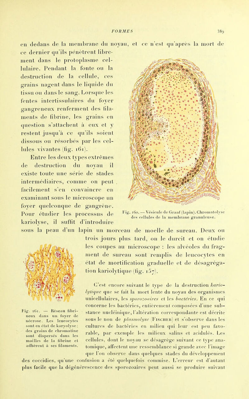 en dedans de la niemln-ane du noyau, et ce n'est qu'après la luoii de ce dernier qu'ils pénètrent liljre- ment dans le protoplasme cel- lulaire. Pendant la fonte ou la destruction de la cellule, ces grains nagent dans le licpiide du tissu ou dans le sang. Lorsque les fentes intertissulaires du loyer gangreneux renferment ties lila- ments de fibrine, les grains en question s'attachent à eux et y restent jusqu'à ce qu'ils soient dissous ou résorbés par les cel- lules vivantes (fig. i6i). Entre les deux types extrêmes de destruction du noyau il existe toute une série de stades intermédiaires, comme on peut facilement s'en convaincre en examinant sous le microscope un foyer quelconque de gangrène. Pour étudier les processus de kariolyse, il suffit d'introduire sous la peau d'un lapin un morceau de moelle de sureau. Deux ou trois jours plus tard, on le durcit et on étudie les coupes au microscope : les alvéoles du frag- ment de sureau sont remplis de leucocytes en état de mortification graduelle et de désagréga- tion kariolytique (fig. 157). l' ig'. iGo. — Vésicule de Graaf (lapin). Chromalolyse dos cellules de la membrane granuleuse. C'esl encore suivant le lype de la debtruction kariu- lytiqiic que se fait la mort lente du noyau des organismes unicellulaires, les sporozonires el les bactéries. En ce c[ui concerne les bactéries, enlièrenicnl composées d une sub- stance nucléiuique, l'altération corcespondaute est déci'ite sous le non de plasiiiohjsc ffisciiicii) el s'observe dans les cultures de bactéries en milieu qui leur est peu favo- rable, par exemple les milieux salins et acidulés. Les cellules, dont le noyau se désagrège suivant ce type ana- toinique, affectent une ressemblance si grande avec l'image que l'on observe dans quelques stades du développement des coccidies, qu'une confusion a été quelquefois commise. L'erreur est d'aulani plus facile que la dégénérescence des sporozoaires peut aussi se produire suivant Fig. i(H. — Réseau fîbri- neux dans un foyer de nécrose. Les leucocytes sont en état de kuryolyse ; des grains de chromatiiie sont dispersés dans les mailles de la fibrine el adtiërcnt à ses filaments.