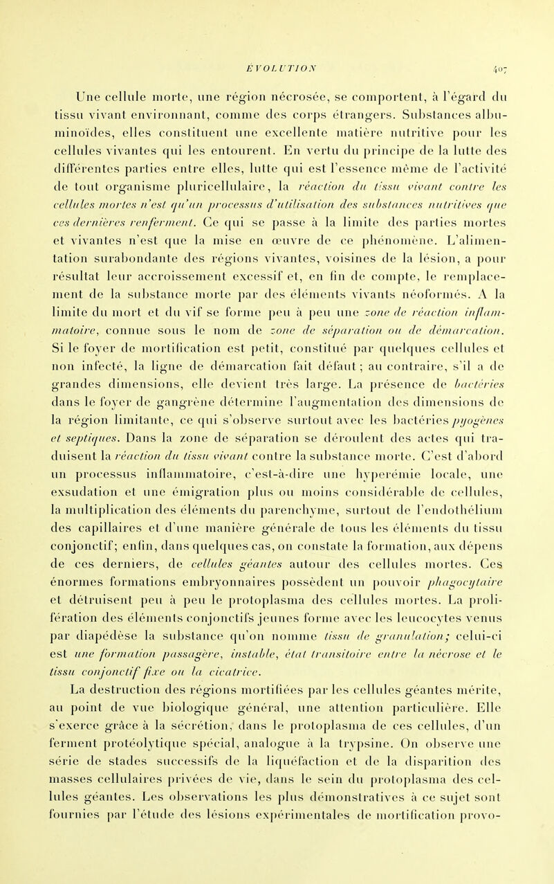 ÉVOLUTION Une cellule morte, une région nécrosée, se comportent, à l'égard du tissu vivant environnant, comme des corps étrangers. Substances albu- minoïdes, elles constituent une excellente matière nutritive pour les cellules vivantes qui les entourent. En vertu du principe de la lutte des différentes parties entre elles, lutte qui est Fessence même de l'activité de tout organisme pluricellulaire, la réaction du (issu viçant conti-e les cellules mortes n'est qu'un processus d'utilisation des substances nutritives que ces dernières renferment. Ce qui se passe à la limite des parties mortes et vivantes n'est que la mise en œuvre de ce phénomène. L'alimen- tation surabondante des régions vivantes, voisines de la lésion, a pour résultat leur accroissement excessif et, en fin de compte, le remplace- ment de la substance morte par des éléments vivants néoformés. A la limite du mort et du vif se forme peu à peu une zone de réaction inflam- matoire, connue sous le nom de zone de séparation ou de démarcation. Si le foyer de mortification est petit, constitué j)ar quelques cellules et non infecté, la ligne de démarcation fait défaut; au contraire, s'il a de grandes dimensions, elle devient très large. La présence de bactéries dans le foyer de gangrène détermine l'augmentation des dimensions de la région limitante*, ce qui s'observe surtout avec les bactériespijogènes et septiques. Dans la zone de séparation se déroulent des actes qui tra- duisent la réaction du tissu vi<,'unt contre la substance morte. C'est d'aljord un processus inflammatoire, c'est-à-dire une hyperémie locale, une exsudation et une émigration plus ou moins considérable de cellules, la multiplication des éléments du parenchyme, surtout de l'eudothélium des capillaires et d'une manière générale de tous les éléments du tissu conjonctif ; enfin, dans quelques cas, on constate la formation, aux dépens de ces derniers, de cellules géantes autour des cellules mortes. Ces énormes formations embryonnaires possèdent un pouvoir p/iagoci/taire et détruisent peu à peu le protoplasma des cellules mortes. La proli- fération des éléments conjonctifs jeunes forme avec les leucocytes venus par diapédèse la substance qu'on nomme //.s-.s-// de granulation ; celui-ci est une formation passagère, instable, état tra/tsitoirc entre la nécrose et le tissu conjonctif fxc ou la cicatrice. La destruction des régions mortifiées parles cellules géantes mérite, au point de vue biologique général, une attention particulière. Elle s'exerce grâce à la sécrétion, dans le protoplasma de ces cellules, d'un ferment protéolytique spécial, analogue à la trypsine. On observe une série de stades successifs de la liquéfaction et de la disparition des masses cellulaires privées de vie, dans le sein du proto])lasma des cel- lules géantes. Les observations les plus démonstratives à ce sujet sont fournies par l'étude des lésions expérimentales de mortification provo-