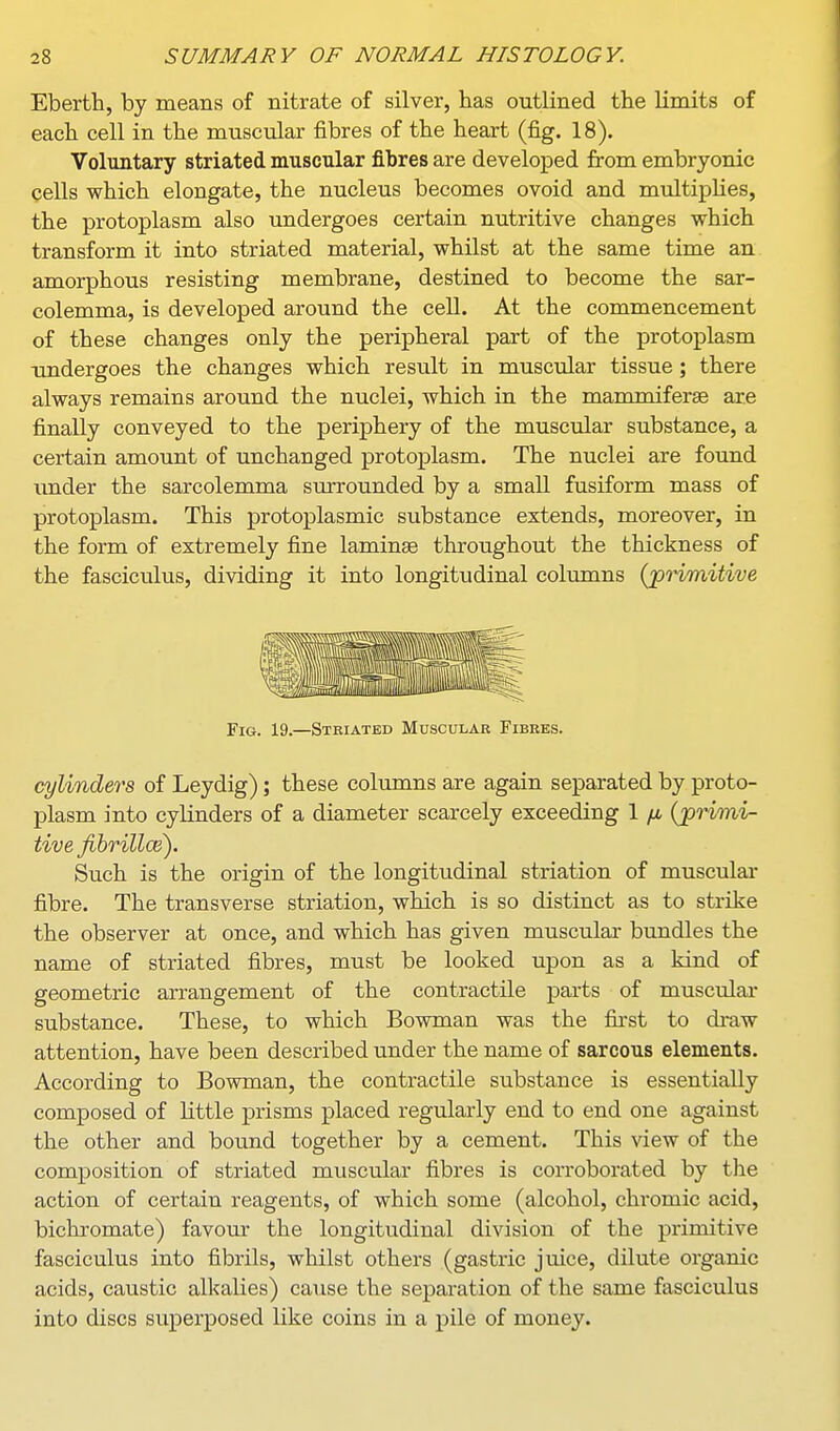 Eberth, by means of nitrate of silver, has outlined the Hmits of each cell in the muscular fibres of the heart (fig. 18). Voluntary striated muscular fibres are developed from embryonic cells which elongate, the nucleus becomes ovoid and multipHes, the protoplasm also undergoes certain nutritive changes which transform it into striated material, whilst at the same time an amorphous resisting membrane, destined to become the sar- colemma, is developed around the cell. At the commencement of these changes only the peripheral part of the protoplasm xmdergoes the changes which result in muscular tissue; there always remains around the nuclei, which in the mammiferae are finally conveyed to the periphery of the muscular substance, a certain amount of unchanged protoplasm. The nuclei are found under the sarcolemma surrounded by a small fusiform mass of protoplasm. This protoplasmic substance extends, moreover, in the form of extremely fine laminse throughout the thickness of the fasciculus, dividing it into longitudinal columns {jpnmitive Fig. 19.—Striated Muscular Fibres. cylinders of Leydig); these columns are again separated by proto- plasm into cylinders of a diameter scarcely exceeding 1 fx {primi- tive fibrillce). Such is the origin of the longitudinal striation of muscular fibre. The transverse striation, which is so distinct as to strike the observer at once, and which has given muscular bundles the name of striated fibres, must be looked upon as a kind of geometric arrangement of the contractile parts of muscular substance. These, to which Bowman was the first to draw attention, have been described under the name of sarcous elements. According to Bowman, the contractile substance is essentially composed of little prisms placed regularly end to end one against the other and bound together by a cement. This view of the composition of striated muscular fibres is corroborated by the action of certain reagents, of which some (alcohol, chromic acid, bichromate) favour the longitudinal division of the primitive fasciculus into fibrils, whilst others (gastric juice, dilute organic acids, caustic alkalies) cause the separation of the same fasciculus into discs superposed like coins in a pile of money.