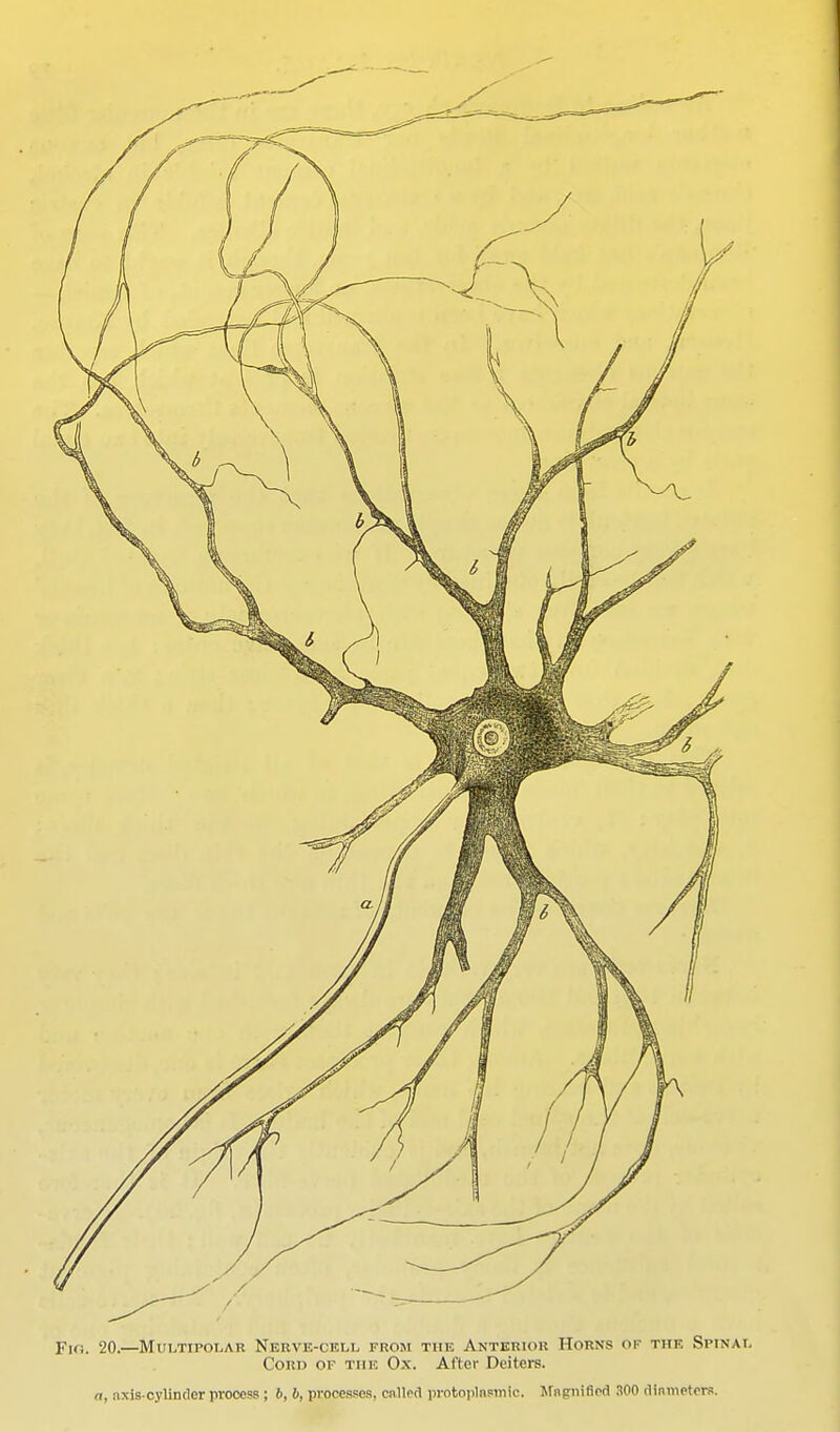 20.—Multipolar NEKVir--cKLL frosi the Anterior Horns of the Spinal Cord of tiik Ox. After Deiters. a, axis-cylincler process ; 6, b, processes, callecl protoplasmic, jrngnificd 300 rlinmetors.