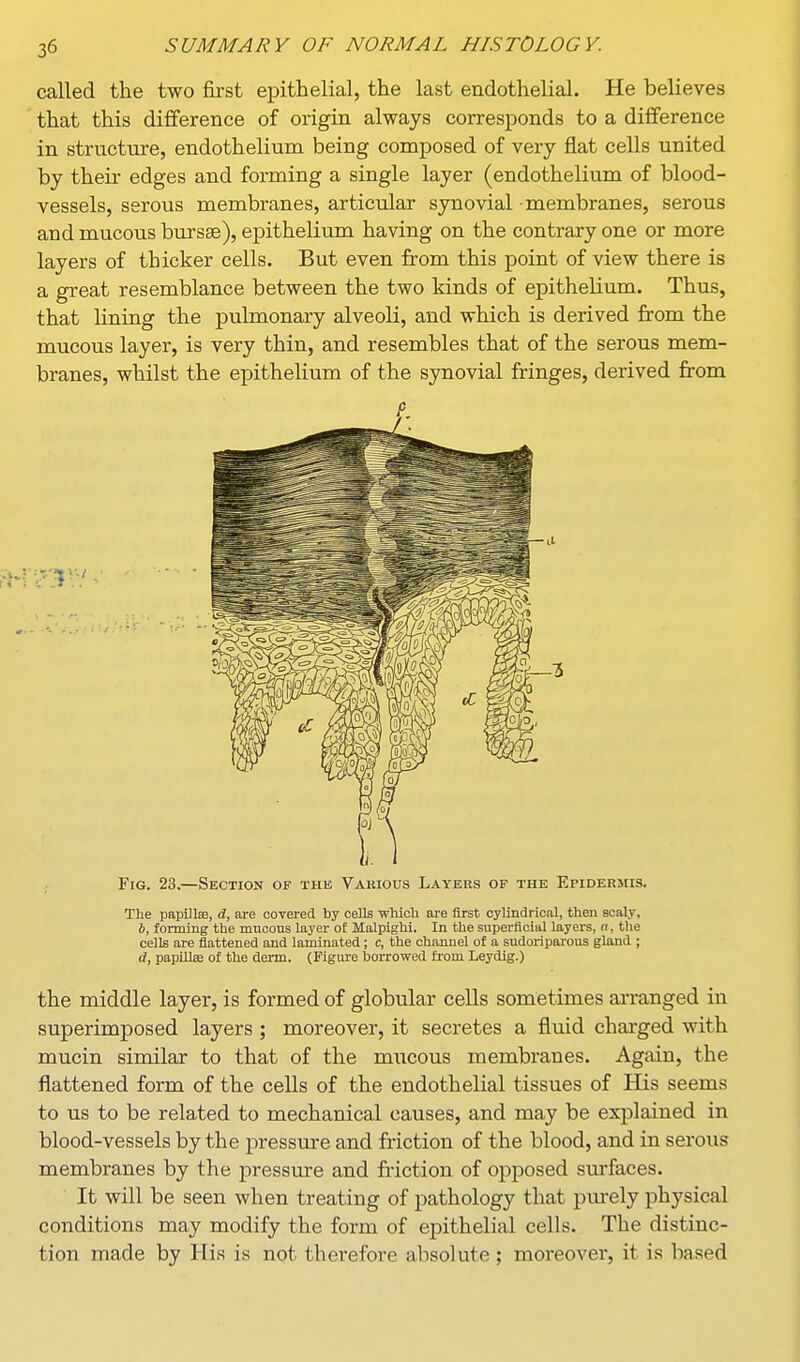 called the two first epithelial, the last endothelial. He believes that this difference of origin always corresponds to a difference in structure, endothelium being composed of very flat cells united by their edges and forming a single layer (endothelium of blood- vessels, serous membranes, articular synovial membranes, serous and mucous bursae), epithelium having on the contrary one or more layers of thicker cells. But even from this point of view there is a great resemblance between the two kinds of epithelium. Thus, that Hning the pulmonary alveoli, and which is derived from the mucous layer, is very thin, and resembles that of the serous mem- branes, whilst the epithelium of the synovial fringes, derived from Fig. 23.—Section of the Various Layers of the Epidermis. The papUlse, d, are covered by cells -which are first cylindrical, then scaly, ft, forming the mucous layer o£ Malpighi. In the superficial layers, n, the cells are flattened and laminated; c, the channel of a sudoriparous gland ; d, papillffi of the derm. (Figure borrowed from Leydig.) the middle layer, is formed of globular cells sometimes arranged in superimposed layers ; moreover, it secretes a fluid charged with mucin similar to that of the mucous membranes. Again, the flattened form of the cells of the endothelial tissues of His seems to us to be related to mechanical causes, and may be explained in blood-vessels by the pressure and friction of the blood, and in sei*ous membranes by the pressure and friction of opposed surfaces. It will be seen when treating of pathology that purely physical conditions may modify the form of epithelial cells. The distinc- tion made by His is not therefore absolute; moreover, it is based