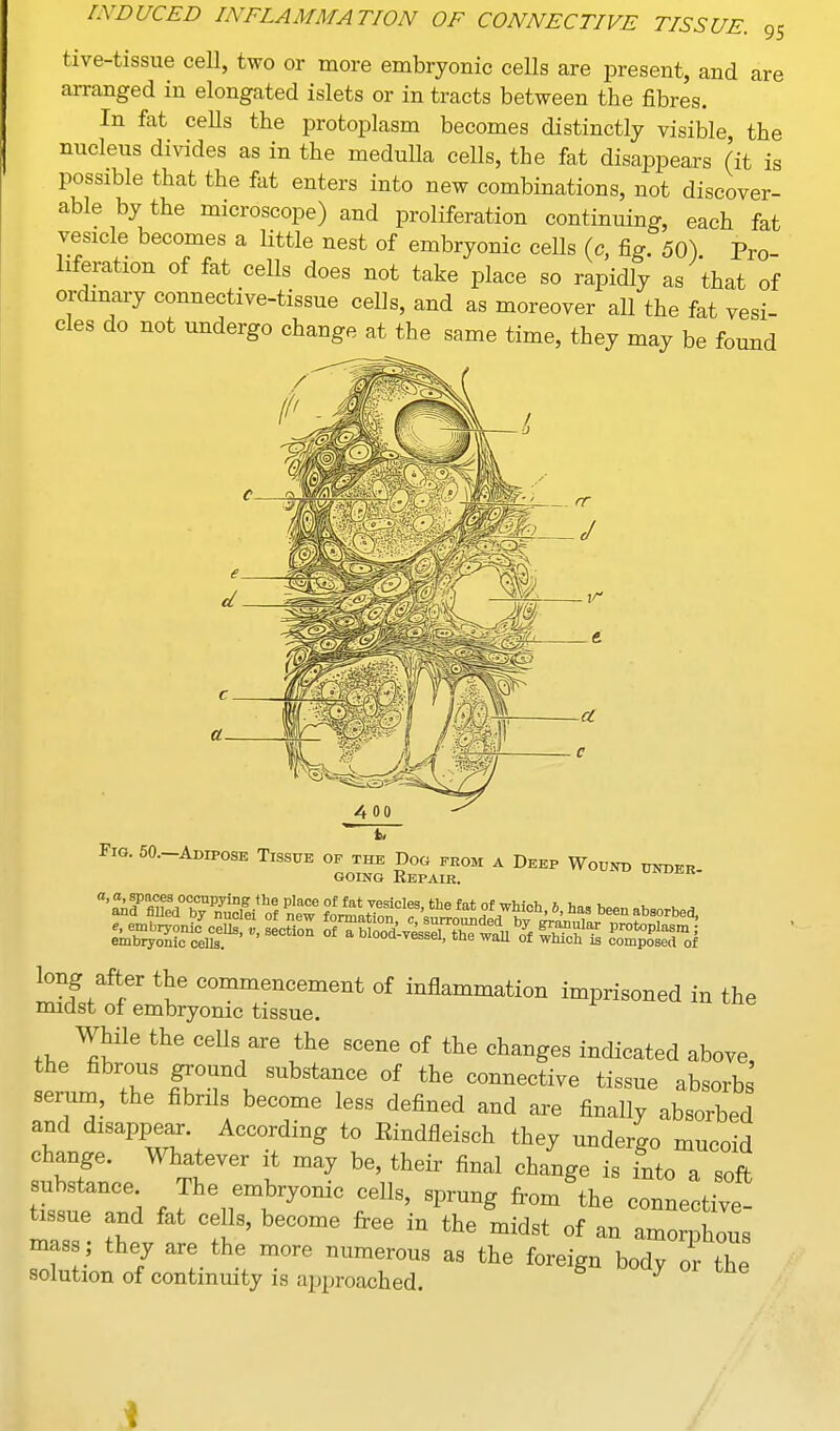 tive-tissue cell, two or more embryonic cells are present, and are arranged in elongated islets or in tracts between the fibres. In fat cells the protoplasm becomes distinctly visible the nucleus divides as in the medulla cells, the fat disappears (it is possible that the fat enters into new combinations, not discover- able by the microscope) and proliferation continuing, each fat vesicle becomes a little nest of embryonic cells (c, fig. 50) Pro hferation of fat cells does not take place so rapidly as that of ordinary connective-tissue cells, and as moreover all the fat vesi- cles do not undergo change at the same time, they may be found long after the commencement of inflammation imprisoned in the midst of embryonic tissue. fh.^f' i^<ii<^^ted above, the fibrous ground substance of the connective tissue absorbs serum, the fibrils become less defined and are finally absorbed and disappear. According to Eindfleisch they undergo mucoid change. Whatever it may be, their final change is into a soft substance The embryonic cells, sprung from the connective- tissue and fat cells, become free in the midst of an amo^Lus mass ; they are the more numerous as the foreign bodyTr the solution of continuity is approached.