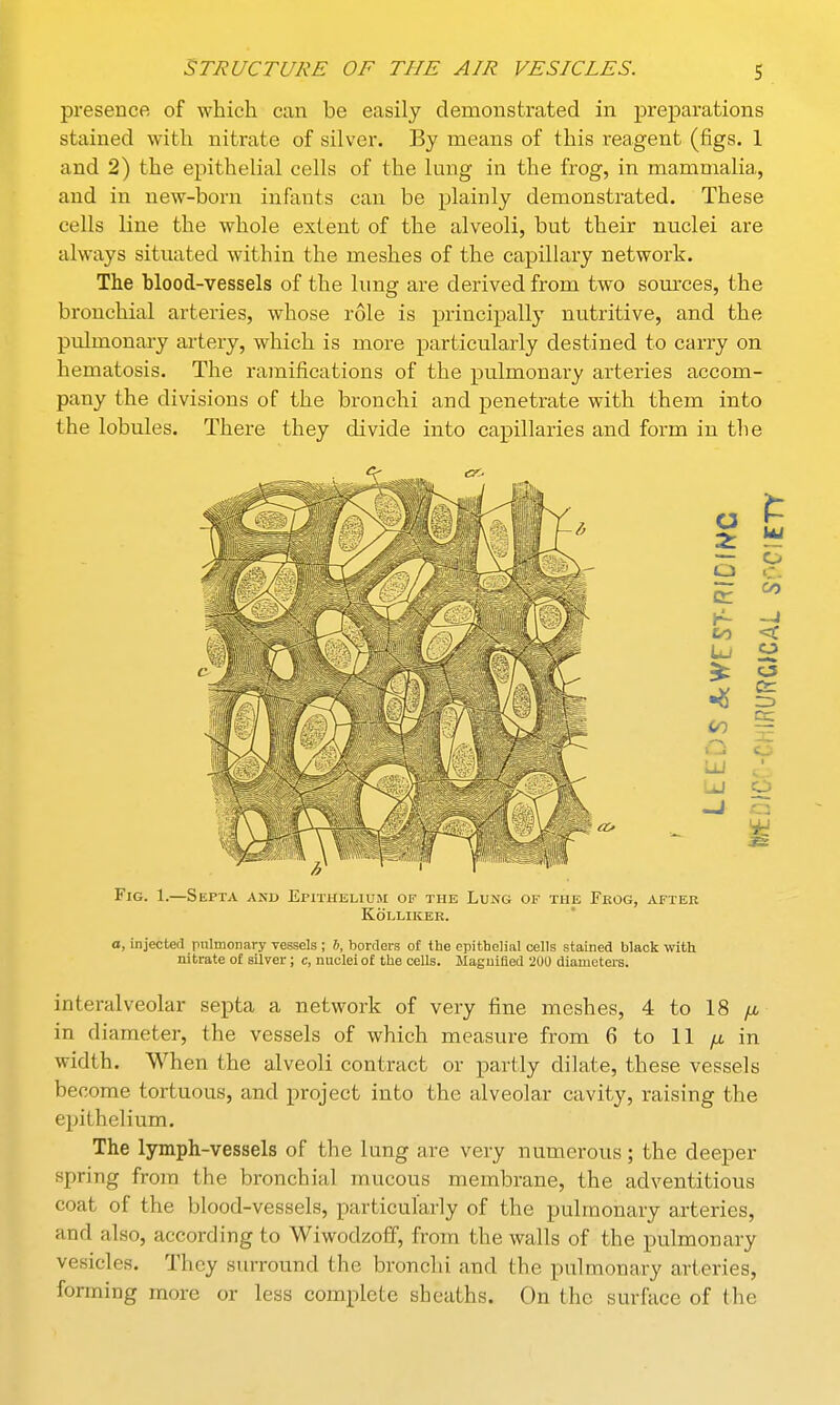 presence of which can be easily demonstrated in preparations stained with nitrate of silver. By means of this reagent (figs. 1 and 2) the epithelial cells of the lung in the frog, in mammalia, and in new-born infants can be plainly demonstrated. These cells line the whole extent of the alveoli, but their nuclei are always situated within the meshes of the capillary network. The blood-vessels of the lung are derived from two sources, the bronchial arteries, whose role is principally nutritive, and the pulmonary artery, which is more particularly destined to carry on hematosis. The ramifications of the pulmonary arteries accom- pany the divisions of the bronchi and penetrate with them into the lobules. There they divide into capillaries and form in the a d \r- tn CO LU O CO < o 3 Or 3Z ■ o W Fig. 1.—Septa and Epithelium of the Lung of the Frog, after Kolliker. a, injected pulmonary vessels ; b, borders of the epithelial cells stained black with nitrate of silver; c, nuclei of the cells. Magnified 200 diameters. interalveolar septa a network of very fine meshes, 4 to 18 /j, in diameter, the vessels of which measure from 6 to 11 ^ in width. When the alveoli contract or partly dilate, these vessels become tortuous, and project into the alveolar cavity, raising the epithelium. The lymph-vessels of the lung are very numerous; the deeper spring from the bronchial mucous membrane, the adventitious coat of the blood-vessels, particularly of the pulmonary arteries, and also, according to Wiwodzoff, from the walls of the pulmonary vesicles. They surround the bronchi and the pulmonary arteries, forming more or less complete sheaths. On the surface of the