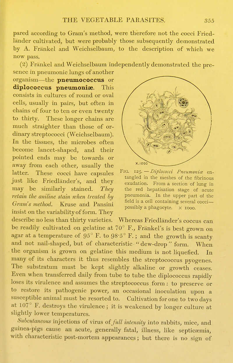 pai-ed according to Gram's method, were therefore not the cocci Fried- liinder cultivated, but were probably those subsequently demonstrated by A. Friinkel and Weichselbaum, to the description of which we now pass. (2) Friinkel and Weichselbaum independently demonstrated the pre- sence in pneumonic lungs of another organism—the pneumococcus or diplococcus pneumoniae. This consists in cultures of round or oval cells, usually in pairs, but often in chains of four to ten or even twenty to thirty. These longer chains are much straighter than those of or- dinary streptococci (Weichselbaum). In the tissues, the microbes often become lancet-shaped, and their pointed ends may be towards or away from each other, usually the latter. These cocci have capsules just like Friedlilnder's, and they may be similarly stained. They retain the aniline stain when treated by Gram's method. Kruse and Pansini insist on the variability of form. They describe no less than thirty varieties. Whereas Friedliinder's coccus can be readily cultivated on gelatine at 70° F., Friinkel's is best grown on agar at a temperature of 95° F. to 98-5° F.; and the growth is scanty and not nail-shaped, but of characteristic  dew-drop  form. When the organism is grown on gelatine this medium is not liquefied. In many of its characters it thus resembles the streptococcus pyogenes. The substratum must be kept slightly alkaline or growth ceases. Even when transferred daily from tube to tube the diplococcus rapidly loses its virulence and assumes the streptococcus form : to preserve or to restore its pathogenic power, an occasional inoculation upon a susceptible animal must be resorted to. Cultivation for one to two days at 107° F. destroys the virulence; it is weakened by longer culture at slightly lower temperatures. Subcutaneous injections of virus oi full intensity into rabbits, mice, and guinea-pigs cause an acute, generally fatal, illness, like septicsemia, with characteristic post-mortem appearances; but there is no sign of Fig. 125. — Diplococci Pneumonice en- tangled in the meshes of the fibrinous exudation. From a section of lung in the red hepatisation stage of acute pneumonia. In the upper part of the field is a cell containing several cocci— possibly a phagocyte, x 1000.