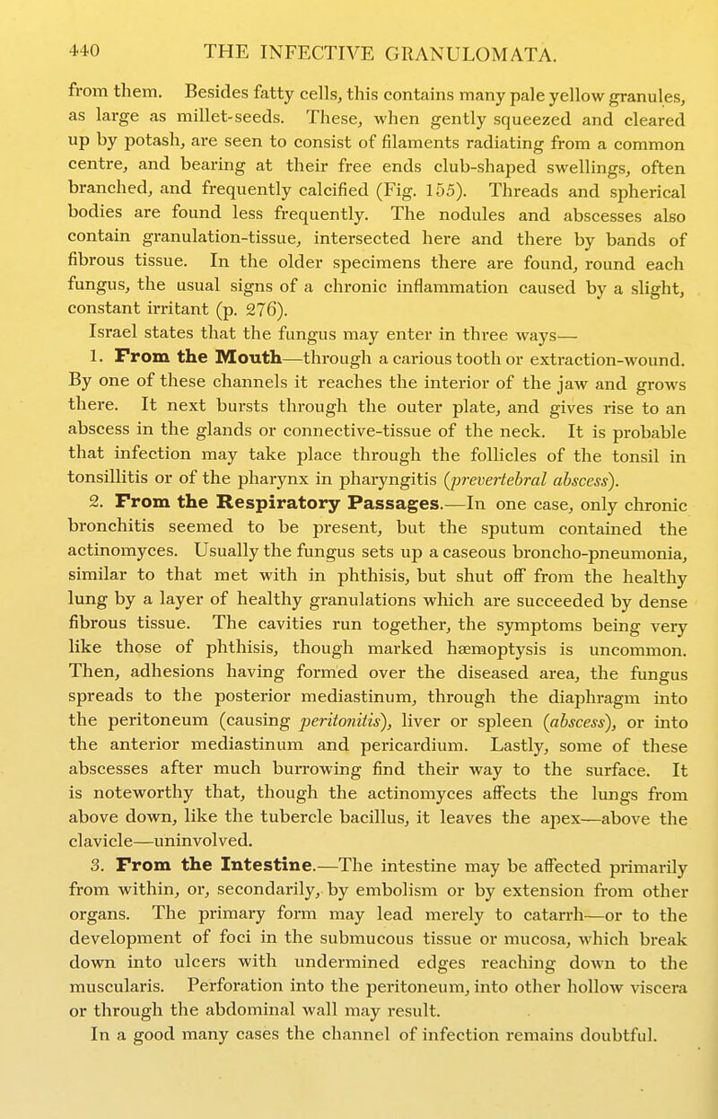 from them. Besides fatty cells, this contains many pale yellow j^anules, as large as millet-seeds. These, when gently squeezed and cleared up by potash, are seen to consist of filaments radiating from a common centre, and bearing at their free ends club-shaped swellings, often branched, and frequently calcified (Fig. 155). Threads and spherical bodies are found less frequently. The nodules and abscesses also contain granulation-tissue, intersected here and there by bands of fibrous tissue. In the older specimens there are found, round each fungus, the usual signs of a chronic inflammation caused by a slight, constant irritant (p. 276). Israel states that the fungus may enter in three ways— 1. From the Mouth—through a carious tooth or extraction-wound. By one of these channels it reaches the interior of the jaw and grows there. It next bursts through the outer plate, and gives rise to an abscess in the glands or connective-tissue of the neck. It is probable that infection may take place through the follicles of the tonsil in tonsillitis or of the pharynx in pharyngitis (prevertebral abscess). 2. From the Respiratory Passages.—In one case, only chronic bronchitis seemed to be present, but the sputum contained the actinomyces. Usually the fungus sets up a caseous broncho-pneumonia, similar to that met with in phthisis, but shut off from the healthy lung by a layer of healthy granulations which are succeeded by dense fibrous tissue. The cavities run together, the symptoms being very like those of phthisis, though marked haemoptysis is uncommon. Then, adhesions having formed over the diseased area, the fungus spreads to the posterior mediastinum, through the diaphragm into the peritoneum (causing j^eritoniiis), liver or spleen (abscess), or into the anterior mediastinum and pericardium. Lastly, some of these abscesses after much burrowing find their way to the surface. It is noteworthy that, though the actinomyces affects the lungs from above down, like the tubercle bacillus, it leaves the apex—above the clavicle—uninvolved. 3. From the Intestine.—The intestine may be affected primarily from within, or, secondarily, by embolism or by extension from other organs. The primary form may lead merely to catarrh—or to the development of foci in the submucous tissue or mucosa, which break down into ulcers with undermined edges reaching down to the muscularis. Perforation into the peritoneum, into other hollow viscera or through the abdominal wall may result. In a good many cases the channel of infection remains doubtful.