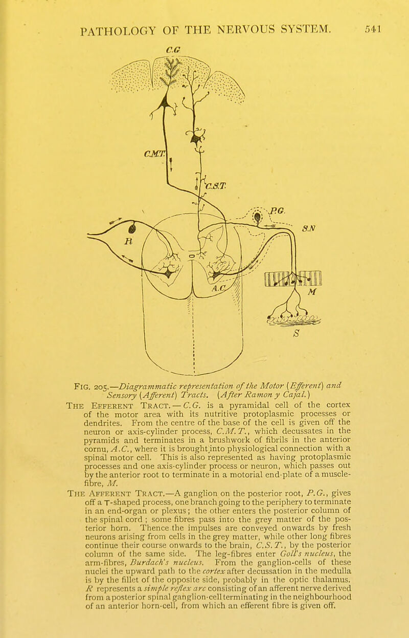 C.G Fig. 205.—Diagrammatic representation of the Motor {Efferent) and Sensory {Afferent) Tracts. {After Ramony Cajal.) The Efferent Tract. — C.G. is a pyramidal cell of the cortex of the motor area with its nutritive protoplasmic processes or dendrites. From the centre of the base of the cell is given off the neuron or axis-cylinder process, C.M.T., v/hich decussates in the pyramids and terminates in a brushwork of fibrils in the anterior cornu, A.C., where it is brought.into physiological connection with a spinal motor cell. This is also represented as having protoplasmic processes and one axis-cylinder process or neuron, which passes out by the anterior root to terminate in a motorial end-plate of a muscle- fibre, M. The Afferent Tract.—A ganglion on the posterior root, P.G., gives off a T-shaped process, one branch going to the periphery to terminate in an end-organ or plexus; the other enters the posterior column of the spinal cord ; some fibres pass into the grey matter of the pos- terior horn. Thence the impulses are conveyed onwards by fresh neurons arising from cells in the grey matter, while other long fibres continue their course onwards to the brain, C.S. T., by the posterior column of the same side. The leg-fibres enter Coil's nucleus, the arm-fibres, Burdach's nucleus. From the ganglion-cells of these nuclei the upward path to the cortex Ahex decussation in the medulla is by the fillet of the opposite side, probably in the optic thalamus. R represents a simple reflex arc consisting of an afferent nerve derived from aposterior spinalganglion-cellterminating in the neighbourliood of an anterior horn-cell, from which an efferent fibre is given off.