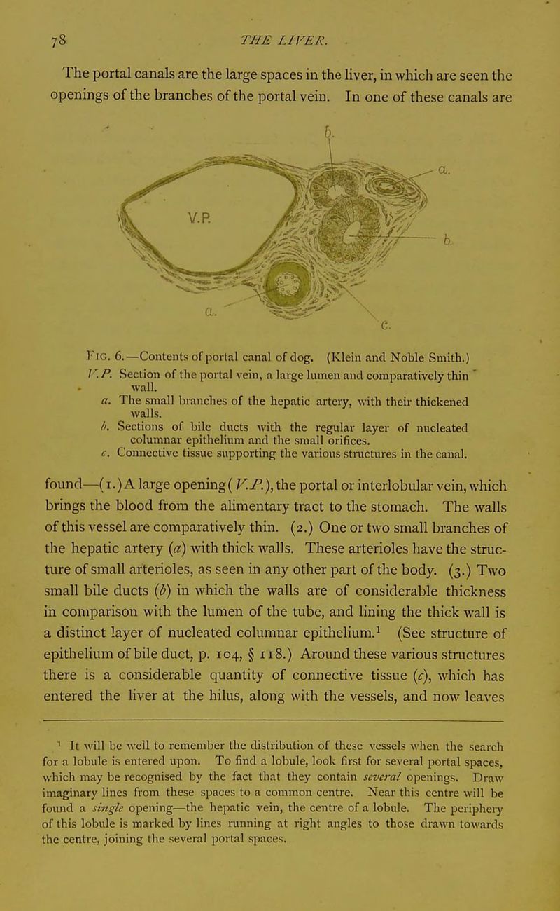 The portal canals are the large spaces in the liver, in which are seen the openings of the branches of the portal vein. In one of these canals are 5. a. c. Fig, 6.—Contents of portal canal of dog. (Klein and Noble Smith.) / P. Section of the portal vein, a large lumen and comparatively thin ' wall. a. The small liranches of the hepatic artery, with their thickened walls. Ik Sections of bile ducts with the regular layer of nucleated columnar epithelium and the small orifices. c. Connective tissue supporting the various structures in the canal. found—(I.) A large opening( V.P.\the portal or interlobular vein, which brings the blood from the alimentary tract to the stomach. The walls of this vessel are comparatively thin. (2.) One or two small branches of the hepatic artery {a) with thick walls. These arterioles have the struc- ture of small arterioles, as seen in any other part of the body. (3.) Two small bile ducts {b) in which the walls are of considerable thickness in comparison with the lumen of the tube, and lining the thick wall is a distinct layer of nucleated columnar epithelium.^ (See structure of epithelium of bile duct, p. 104, § 118.) Around these various structures there is a considerable quantity of connective tissue (<r), which has entered the liver at the hilus, along with the vessels, and now leaves ^ It will be well to remember the distribution of these vessels when the search for a lobule is entered upon. To find a lobule, look first for several portal spaces, which may be recognised by the fact that they contain several openings. Draw imaginary lines from these spaces to a common centre. Near this centre will be found a single opening—the hepatic vein, the centre of a lobule. The periphery of this lobule is marked by lines running at right angles to those drawn towards the centre, joining the several portal spaces.