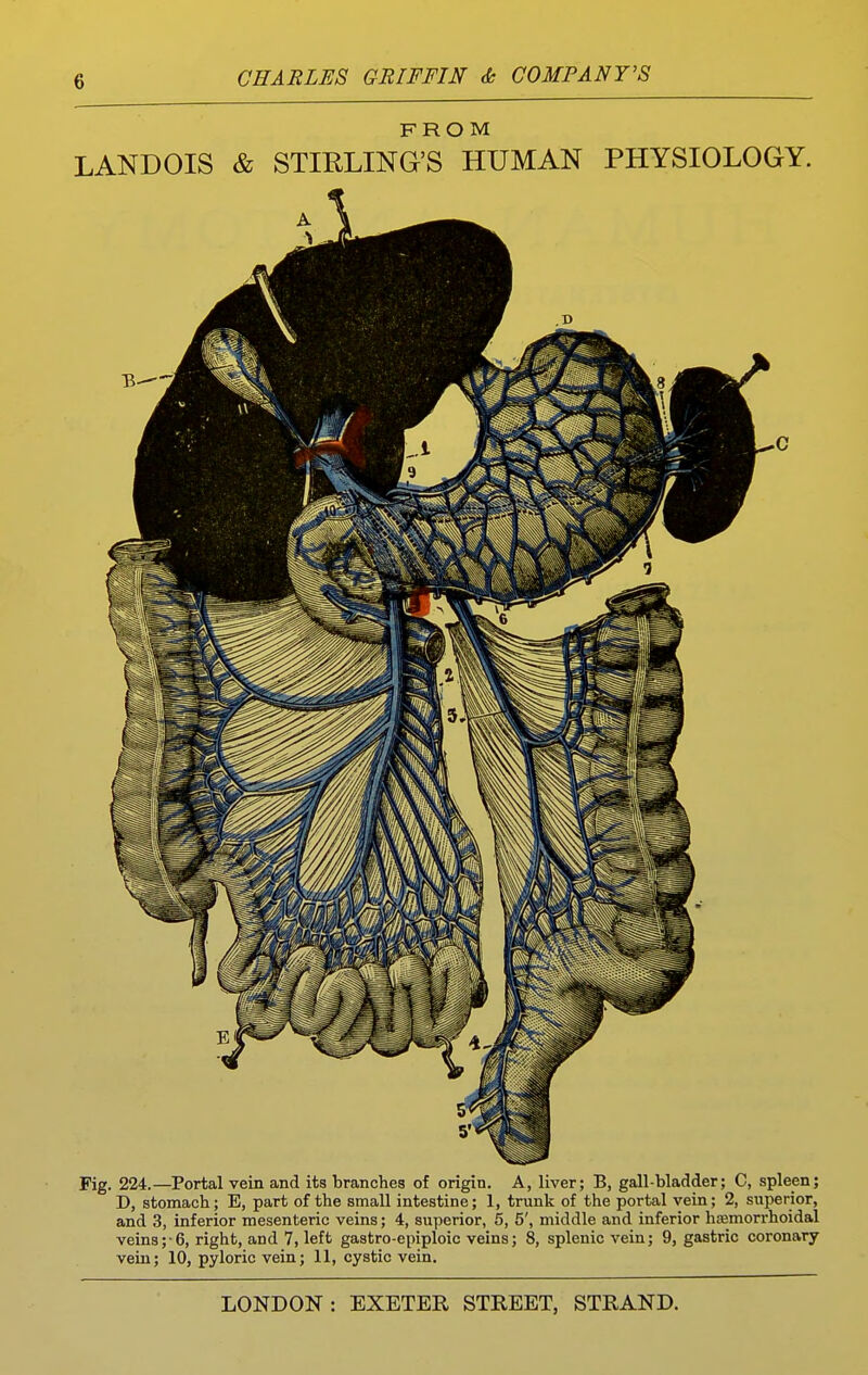 FROM LANDOIS & STIRLING'S HUMAN PHYSIOLOGY. Fig. 224.—Portal vein and its branches of origin. A, liver; B, gall-bladder; C, spleen; D, stomach; E, part of the small intestine; 1, trunk of the portal vein; 2, superior, and 3, inferior mesenteric veins; 4, superior, 5, 5', middle and inferior hiEmorrhoidal veins;-6, right, and 7, left gastro-epiploic veins; 8, splenic vein; 9, gastric coronary vein; 10, pyloric vein; 11, cystic vein.