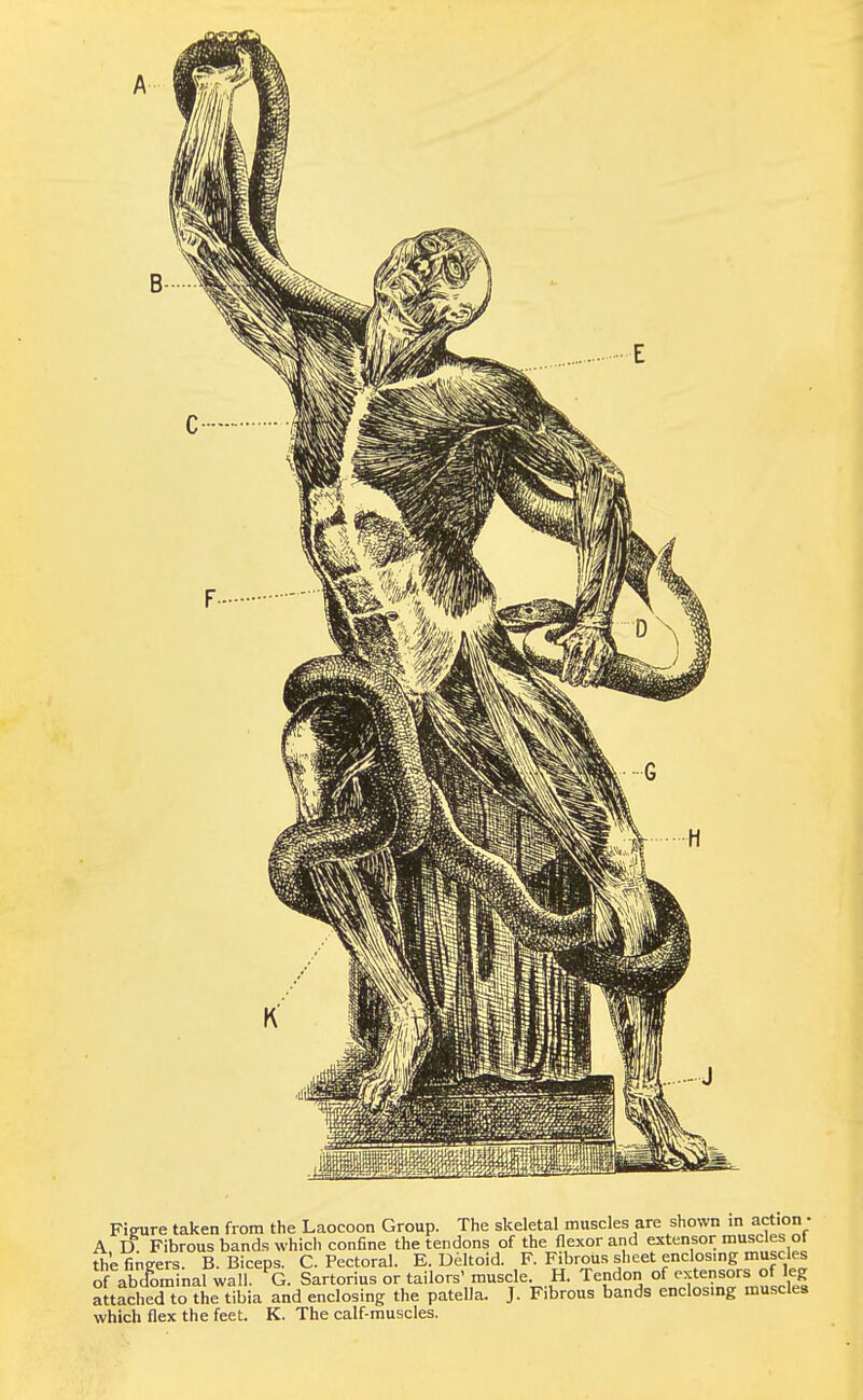 A D Fibrous bands which confine the tendons of the flexor and extensor muscles of the fingers. B. Biceps. C. Pectoral. E. Deltoid. F. Fibrous sheet enclos.ng muscles of abcTominal wall. G. Sartorius or tailors' muscle. H. Tendon of extensors of leg attached to the tibia and enclosing the patella. J. Fibrous bands enclos.ng muscles which flex the feet. K. The calf-muscles.