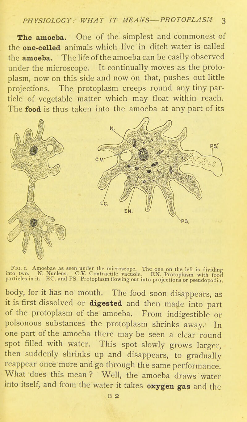 The amoeba. One of the simplest and commonest of the one-celled animals which live in ditch water is called the amoeba. The life of the amoeba can be easily observed under the microscope. It continually moves as the proto- plasm, now on this side and now on that, pushes out little projections. The protoplasm creeps round any tiny par- ticle of vegetable matter which may float within reach. The food is thus taken into the amoeba at any part of its Fig. i. Amoebae as seen under the microscope. The one on the left is dividing into two. N. Nucleus. C.V. Contractile vacuole. EN. Protoplasm with food particles in it. EC. and PS. Protoplasm flowing out into projections or pseudopodia. body, for it has no mouth. The food soon disappears, as it is first dissolved or digested and then made into part of the protoplasm of the amoeba. From indigestible or poisonous substances the protoplasm shrinks away. In one part of the amoeba there may be seen a clear round spot filled with water. This spot slowly grows larger, then suddenly shrinks up and disappears, to gradually reappear once more and go through the same performance. What does this mean ? Well, the amoeba draws water into itself, and from the water it takes oxygen gas and the b 2