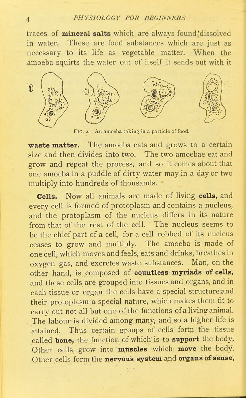 traces of mineral salts which are always found'dissolved in water. These are food substances which are just as necessary to its life as vegetable matter. When the amoeba squirts the water out of itself it sends out with it waste matter. The amoeba eats and grows to a certain size and then divides into two. The two amoebae eat and grow and repeat the process, and so it comes about that one amoeba in a puddle of dirty water may in a day or two multiply into hundreds of thousands. - Cells. Now all animals are made of living cells, and every cell is formed of protoplasm and contains a nucleus, and the protoplasm of the nucleus differs in its nature from that of the rest of the cell. The nucleus seems to be the chief part of a cell, for a cell robbed of its nucleus ceases to grow and multiply. The amoeba is made of one cell, which moves and feels, eats and drinks, breathes in oxygen gas, and excretes waste substances. Man, on the other hand, is composed of countless myriads of cells, and these cells are grouped into tissues and organs, and in •each tissue or organ the cells have a special structure and their protoplasm a special nature, which makes them fit to carry out not all but one of. the functions of a living animal. The labour is divided among many, and.so a higher life is attained. Thus certain groups of cells form the tissue called bone, the function of which is to support the body. Other cells grow into muscles which move the body. Other cells form the nervous system and organs of sense, Fig. 2. An amoeba taking in a particle of food,