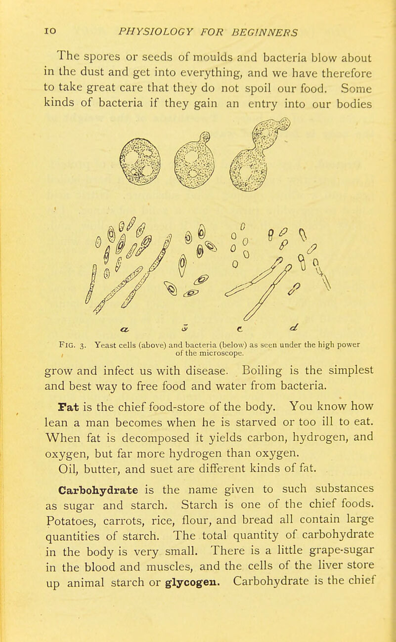 The spores or seeds of moulds and bacteria blow about in the dust and get into everything, and we have therefore to take great care that they do not spoil our food. Some kinds of bacteria if they gain an entry into our bodies a. <y C Fig. 3. Yeast cells (above) and bacteria (below) as seen under the high power of the microscope. grow and infect us with disease. Boiling is the simplest and best way to free food and water from bacteria. Pat is the chief food-store of the body. You know how lean a man becomes when he is starved or too ill to eat. When fat is decomposed it yields carbon, hydrogen, and oxygen, but far more hydrogen than oxygen. Oil, butter, and suet are different kinds of fat. Carbohydrate is the name given to such substances as sugar and starch. Starch is one of the chief foods. Potatoes, carrots, rice, flour, and bread all contain large quantities of starch. The total quantity of carbohydrate in the body is very small. There is a little grape-sugar in the blood and muscles, and the cells of the liver store up animal starch or glycogen. Carbohydrate is the chief