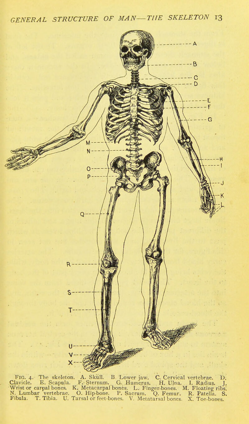 Fig. 4. The skeleton. A. Skull. B. Lower jaw. C. Cervical vertebrae. D. Clavicle. E. Scapula. F. Sternum. G. Humerus. H. Ulna. I. Radius. J. Wrist or carpal bones. K. Metacarpal bones. L. Finger-bones. M. Floating ribs. N. Lumbar vertebrae. O. Hip-bone. P. Sacrum. Q. Femur. R. Patella. S. Fibula. T. Tibia. U. Tarsal or feet-bones. V. Metatarsal bones. X. Toe-bones.