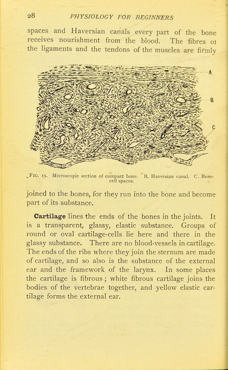 spaces and Haversian canals every part of the bone receives nourishment from the blood. The fibres ot the ligaments and the tendons of the muscles are firmly .Fig. 13. Microscopic section of compact bone. B. Haversian canal. C. Bone- cell spaces. joined to the bones, for they run into the bone and become part of its substance. Cartilage lines the ends of the bones in the joints. It is a transparent, glassy, elastic substance. Groups of round or oval cartilage-cells lie here and there in the glassy substance. There are no blood-vessels in cartilage. The ends of the ribs where they join the sternum are made of cartilage, and so also is the substance of the external ear and the framework of the larynx. In some places the cartilage is fibrous; white fibrous cartilage joins the bodies of the vertebrae together, and yellow elastic car- tilage forms the external ear.