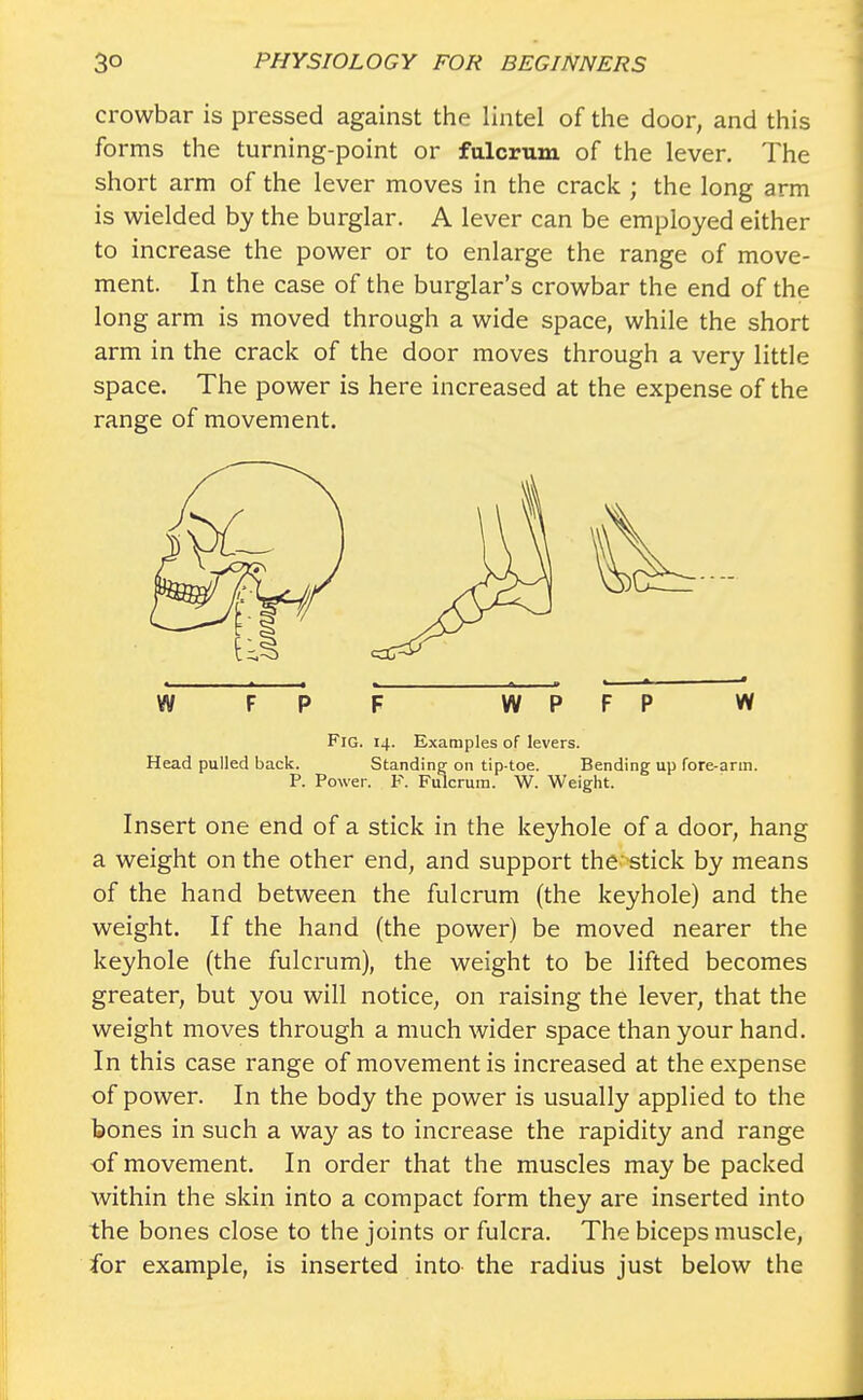 crowbar is pressed against the lintel of the door, and this forms the turning-point or fulcrum of the lever. The short arm of the lever moves in the crack ; the long arm is wielded by the burglar. A lever can be employed either to increase the power or to enlarge the range of move- ment. In the case of the burglar's crowbar the end of the long arm is moved through a wide space, while the short arm in the crack of the door moves through a very little space. The power is here increased at the expense of the range of movement. W FPF WPFP W Fig. 14. Examples of levers. Head pulled back. Standing on tip-toe. Bending up fore-arm. P. Power. P. Fulcrum. W. Weight. Insert one end of a stick in the keyhole of a door, hang a weight on the other end, and support the stick by means of the hand between the fulcrum (the keyhole) and the weight. If the hand (the power) be moved nearer the keyhole (the fulcrum), the weight to be lifted becomes greater, but you will notice, on raising the lever, that the weight moves through a much wider space than your hand. In this case range of movement is increased at the expense of power. In the body the power is usually applied to the bones in such a way as to increase the rapidity and range of movement. In order that the muscles maybe packed within the skin into a compact form they are inserted into the bones close to the joints or fulcra. The biceps muscle, for example, is inserted into the radius just below the