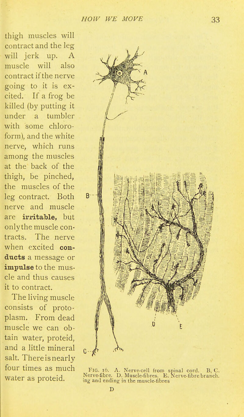 thigh muscles will contract and the leg will jerk up. A muscle will also contract if the nerve going to it is ex- cited. If a frog be killed (by putting it under a tumbler with some chloro- form), and the white nerve, which runs among the muscles at the back of the thigh, be pinched, the muscles of the leg contract. Both nerve and muscle are irritable, but only the muscle con- tracts. The nerve when excited con- ducts a message or impulse to the mus- cle and thus causes it to contract. The living muscle consists of proto- plasm. From dead muscle we can ob- tain water, proteid, and a little mineral salt. There is nearly four times as much water as proteid. Fig. 16. A. Nerve-cell from spinal cord. B, C. Nerve-fibre. D. Muscle-fibres. E. Nerve-fibre branch, ing and ending in the muscle-fibres D