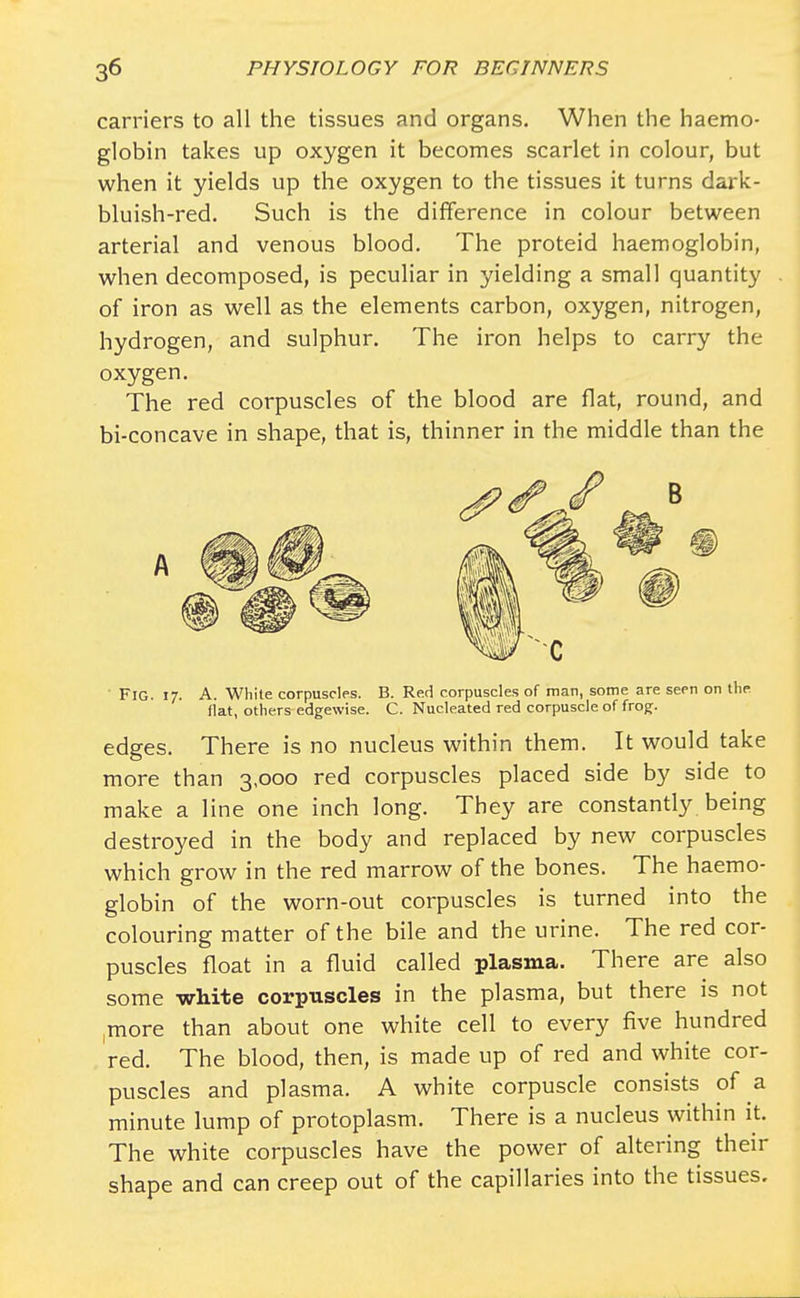 carriers to all the tissues and organs. When the haemo- globin takes up oxygen it becomes scarlet in colour, but when it yields up the oxygen to the tissues it turns dark- bluish-red. Such is the difference in colour between arterial and venous blood. The proteid haemoglobin, when decomposed, is peculiar in yielding a small quantity of iron as well as the elements carbon, oxygen, nitrogen, hydrogen, and sulphur. The iron helps to carry the oxygen. The red corpuscles of the blood are flat, round, and bi-concave in shape, that is, thinner in the middle than the ' FlG. 17. A. White corpuscles. B. Red corpuscles of man, some are seen on the flat, others edgewise. C. Nucleated red corpuscle of frog. edges. There is no nucleus within them. It would take more than 3,000 red corpuscles placed side by side to make a line one inch long. They are constantly being destroyed in the body and replaced by new corpuscles which grow in the red marrow of the bones. The haemo- globin of the worn-out corpuscles is turned into the colouring matter of the bile and the urine. The red cor- puscles float in a fluid called plasma. There are also some white corpuscles in the plasma, but there is not more than about one white cell to every five hundred red. The blood, then, is made up of red and white cor- puscles and plasma. A white corpuscle consists of a minute lump of protoplasm. There is a nucleus within it. The white corpuscles have the power of altering their shape and can creep out of the capillaries into the tissues.
