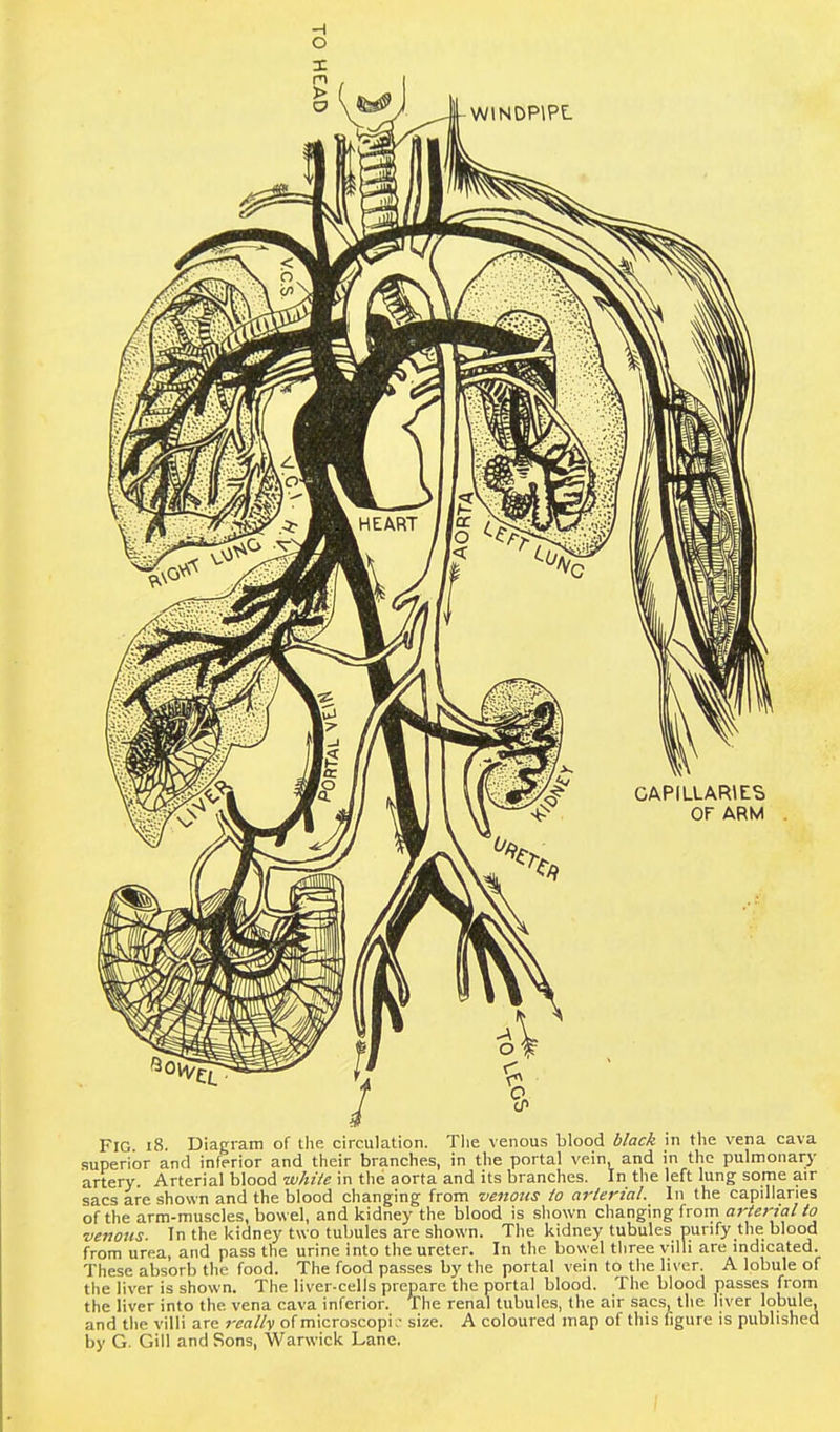 WINDPIPE. ,HEART V5 CAPILLARIES OF ARM 4 I FIG. 18. Diagram of the circulation. The venous blood black in the vena cava superior and inferior and their branches, in the portal vein, and in the pulmonary artery. Arterial blood white in the aorta and its branches. In the left lung some air sacs are shown and the blood changing from venous to arteria/. In the capillaries of the arm-muscles, bowel, and kidney the blood is shown changing from arterial to venous. In the kidney two tubules are shown. The kidney tubules purify the blood from urea, and pass the urine into the ureter. In the bowel three villi are indicated. These absorb the food. The food passes by the portal vein to the liver. A lobule of the liver is shown. The liver-cells prepare the portal blood. The blood passes from the liver into the vena cava inferior. The renal tubules, the air sacs, the liver lobule, and the villi are really of microscopic size. A coloured map of this figure is published by G. Gill and Sons, Warwick Lane.