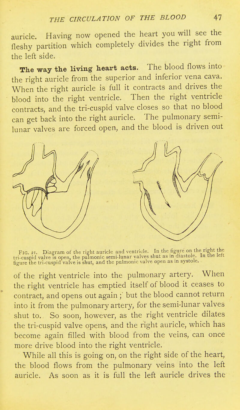 auricle. Having now opened the heart you will see the fleshy partition which completely divides the right from the left side. The way the living heart acts. The blood flows into the right auricle from the superior and inferior vena cava. When the right auricle is full it contracts and drives the blood into the right ventricle. Then the right ventricle contracts, and the tri-cuspid valve closes so that no blood can get back into the right auricle. The pulmonary semi- lunar valves are forced open, and the blood is driven out FIG. 21. Diagram of the right auricle and ventricle. In the figure on the right the tri-cuspid valve is open, the pulmonic semi-lunar valves shut as in diastole. In the left figure the tri-cuspid valve is shut, and the pulmonic valve open as in systole. of the right ventricle into the pulmonary artery. When the right ventricle has emptied itself of blood it ceases to contract, and opens out again ;' but the blood cannot return into it from the pulmonary artery, for the semi-lunar valves shut to. So soon, however, as the right ventricle dilates the tri-cuspid valve opens, and the right auricle, which has become again filled with blood from the veins, can once more drive blood into the right ventricle. While all this is going on, on the right side of the heart, the blood flows from the pulmonary veins into the left auricle. As soon as it is full the left auricle drives the