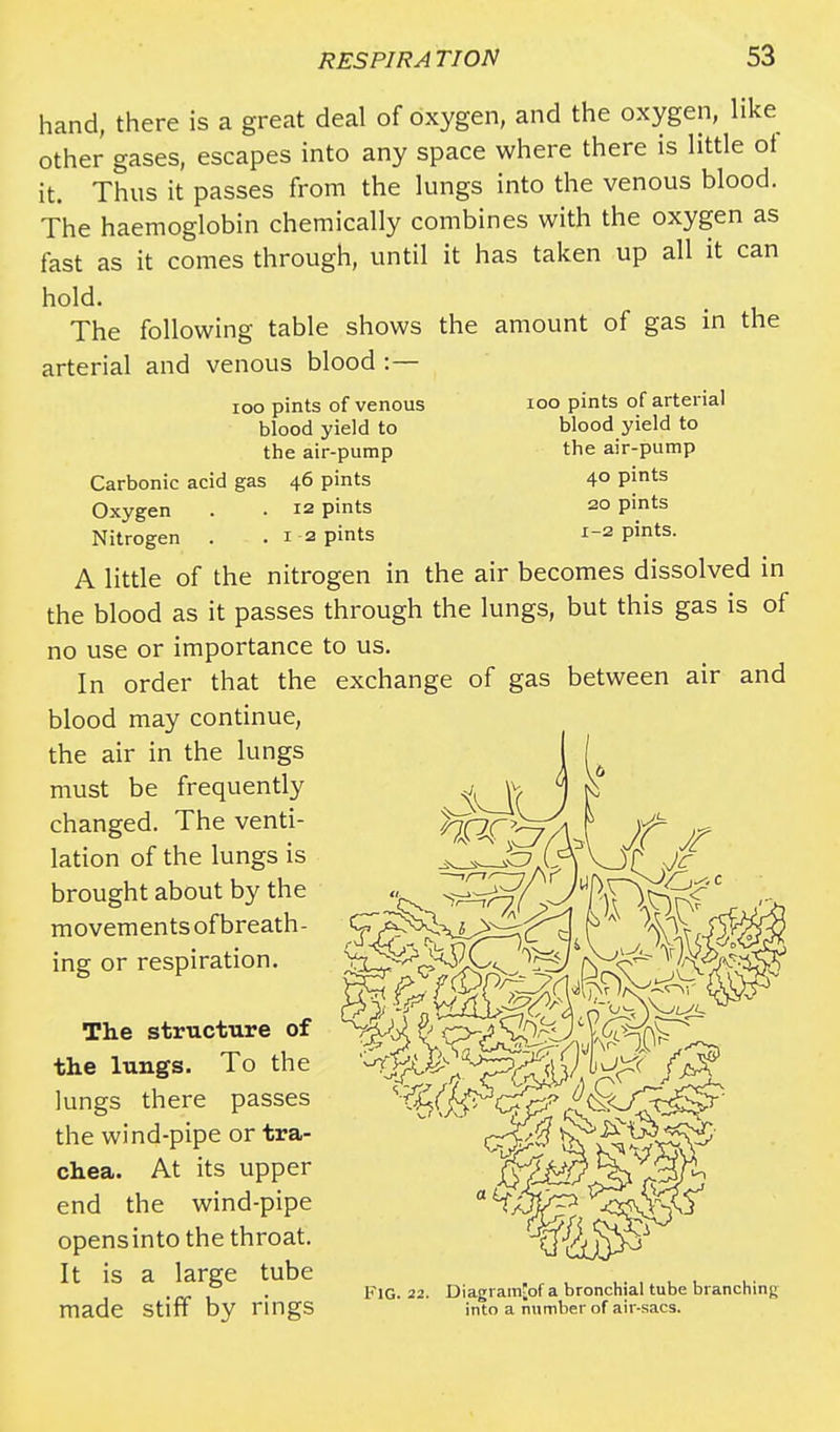 hand, there is a great deal of oxygen, and the oxygen, like other gases, escapes into any space where there is little of it. Thus it passes from the lungs into the venous blood. The haemoglobin chemically combines with the oxygen as fast as it comes through, until it has taken up all it can hold. The following table shows arterial and venous blood :— the amount of gas in the ioo pints of venous blood yield to the air-pump Carbonic acid gas 46 pints Oxygen . . 12 pints Nitrogen . .1-2 pints 100 pints of arterial blood yield to the air-pump 40 pints 20 pints 1-2 pints. between air and A little of the nitrogen in the air becomes dissolved in the blood as it passes through the lungs, but this gas is of no use or importance to us. In order that the exchange of gas blood may continue, the air in the lungs must be frequently changed. The venti- lation of the lungs is brought about by the movements ofbreath- ing or respiration. The structure of the lungs. To the lungs there passes the wind-pipe or tra- chea. At its upper end the wind-pipe opensinto the throat. It is a large tube made stiff by rings Fig. 22. Diagram[of a bronchial tube branching into a number of air-sacs.