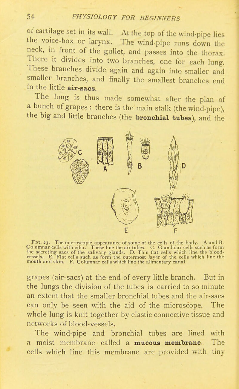 of cartilage set in its wall. At the top of the wind-pipe lies the voice-box or larynx. The wind-pipe runs down the neck, in front of the gullet, and passes into the thorax. There it divides into two branches, one for each lung. These branches divide again and again into smaller and smaller branches, and finally the smallest branches end in the little air-sacs. The lung is thus made somewhat after the plan of a bunch of grapes : there is the main stalk (the wind-pipe), the big and little branches (the bronchial tubes), and the Fig. 23. The microscopic appearance of some of the cells of the body. A and B. Columnar cells with cilia. These line the air-tubes. C. Glandular cells such as form the secreting- sacs of the salivary glands. D. Thin flat cells which line the blood- vessels. E. Flat cells such as form the outermost layer of the cells which line the mouth and skin. F. Columnar cells which line the alimentary canal. grapes (air-sacs) at the end of every little branch. But in the lungs the division of the tubes is carried to so minute an extent that the smaller bronchial tubes and the air-sacs can only be seen with the aid of the microscope. The whole lung is knit together by elastic connective tissue and networks of blood-vessels. The wind-pipe and bronchial tubes are lined with a moist membrane called a mucous membrane. The cells which line this membrane are provided with tiny