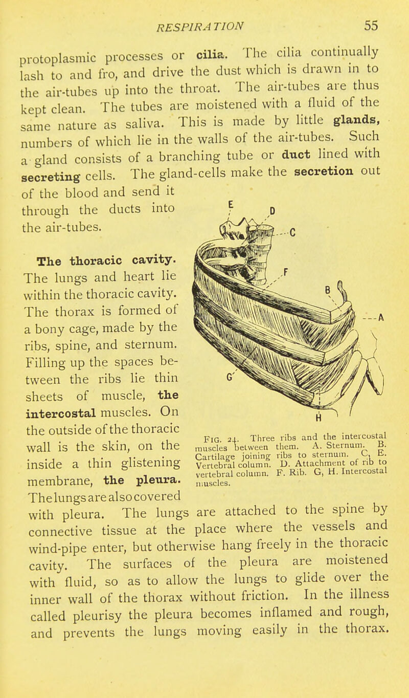 protoplasmic processes or cilia. The cilia continually lash to and fro, and drive the dust which is drawn in to the air-tubes up into the throat. The air-tubes are thus kept clean. The tubes are moistened with a fluid of the same nature as saliva. This is made by little glands, numbers of which lie in the walls of the air-tubes. Such a gland consists of a branching tube or duct lined with secreting cells. The gland-cells make the secretion out of the blood and send it through the ducts into the air-tubes. The thoracic cavity. The lungs and heart lie within the thoracic cavity. The thorax is formed of a bony cage, made by the ribs, spine, and sternum. Filling up the spaces be- tween the ribs lie thin sheets of muscle, the intercostal muscles. On the outside of the thoracic wall is the skin, on the . . , , . ,. . • Cartilage joining ribs to sternum. <~ ti. inside a thin glistening Vertebral column. D. Attachment of nb to _ . vertebral column. F. Rib. G, H. Intercostal membrane, the pleura. muscies. The lungs are also covered with pleura. The lungs are attached to the spine by connective tissue at the place where the vessels and wind-pipe enter, but otherwise hang freely in the thoracic cavity. The surfaces of the pleura are moistened with fluid, so as to allow the lungs to glide over the inner wall of the thorax without friction. In the illness called pleurisy the pleura becomes inflamed and rough, and prevents the lungs moving easily in the thorax. FIG. 24. Three ribs and the intercostal muscles between them. A. Sternum. B.