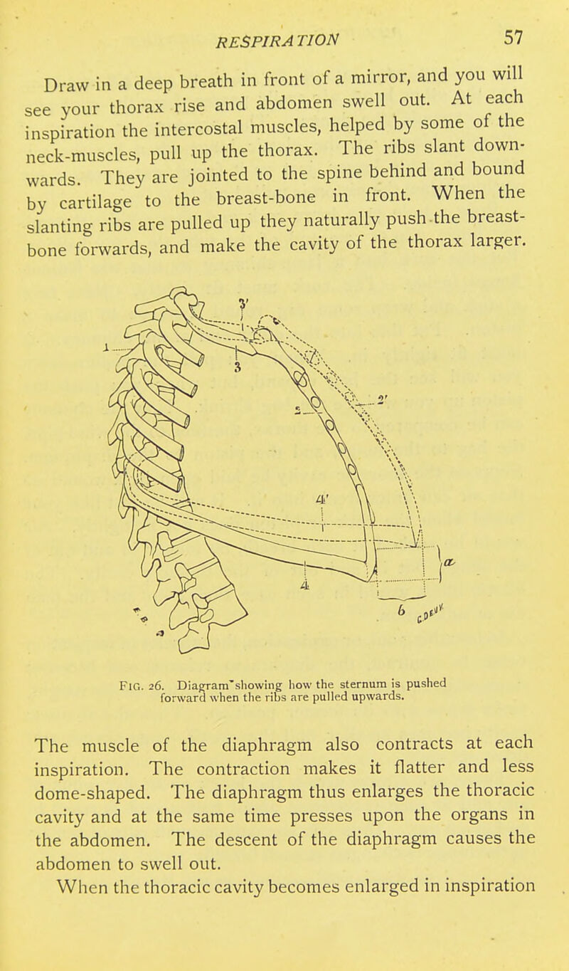 Draw in a deep breath in front of a mirror, and you will see your thorax rise and abdomen swell out. At each inspiration the intercostal muscles, helped by some of the neck-muscles, pull up the thorax. The ribs slant down- wards. They are jointed to the spine behind and bound by cartilage to the breast-bone in front. When the slanting ribs are pulled up they naturally push-the breast- bone forwards, and make the cavity of the thorax larger. 6 Vy FlC. 26. Diagram showing how the sternum is pushed forward when the ribs are pulled upwards. The muscle of the diaphragm also contracts at each inspiration. The contraction makes it flatter and less dome-shaped. The diaphragm thus enlarges the thoracic cavity and at the same time presses upon the organs in the abdomen. The descent of the diaphragm causes the abdomen to swell out. When the thoracic cavity becomes enlarged in inspiration