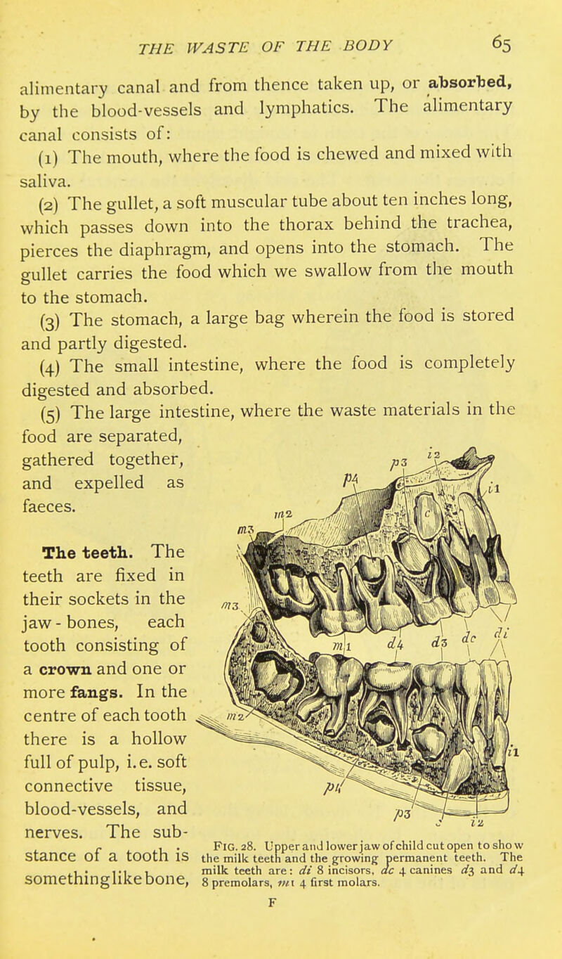 alimentary canal and from thence taken up, or absorbed, by the blood-vessels and lymphatics. The alimentary canal consists of: (1) The mouth, where the food is chewed and mixed with saliva. (2) The gullet, a soft muscular tube about ten inches long, which passes down into the thorax behind the trachea, pierces the diaphragm, and opens into the stomach. The gullet carries the food which we swallow from the mouth to the stomach. (3) The stomach, a large bag wherein the food is stored and partly digested. (4) The small intestine, where the food is completely digested and absorbed. (5) The large intestine, where the waste materials in the food are separated, gathered together, and expelled as faeces. The teeth. The teeth are fixed in their sockets in the jaw-bones, each tooth consisting of a crown and one or more fangs. In the centre of each tooth there is a hollow full of pulp, i.e. soft connective tissue, blood-vessels, and nerves. The sub- c , . FlG.28. Upper and lower jaw ofchild cut open to show Stance Ot a tOOth IS the milk teeth and the growing permanent teeth. The . t.i , milk teeth are: di 8 incisors, ac 4 canines d$ and d± SOmethingllke bone, 8 premolars, mi 4 first molars.