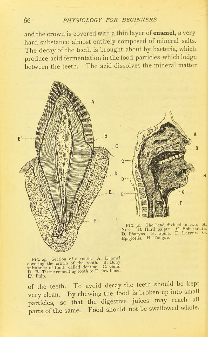 and the crown is covered with a thin layer of enamel, a very hard substance almost entirely composed of mineral salts. The decay of the teeth is brought about by bacteria, which produce acid fermentation in the food-particles which lodge between the teeth. The acid dissolves the mineral matter FIG. ig. Section of a tooth. A. Enamel covering the crown of the tooth. B. Bony substance of tooth called dentine. C. Gum. D E. Tissue cementing tooth to F, jaw-bone. E'. Pulp. of the teeth. To avoid decay the teeth should be kept very clean. By chewing the food is broken up into small particles, so that the digestive juices may reach all parts of the same. Food should not be swallowed whole.