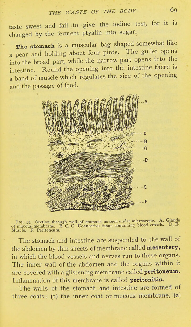 taste sweet and fail to give the iodine test, for it is changed by the ferment ptyalin into sugar. The stomach is a muscular bag shaped somewhat like a pear and holding about four pints. The gullet opens into the broad part, while the narrow part opens into the intestine. Round the opening into the intestine there is a band of muscle which regulates the size of the opening and the passage of food. FIG. 33. Section through wall of stomach as seen under microscope. A. Glands of mucous membrane. B, C, G. Connective tissue containing blood-vessels. 1J, Muscle. F. Peritoneum. The stomach and intestine are suspended to the wall of the abdomen by thin sheets of membrane called mesentery, in which the blood-vessels and nerves run to these organs. The inner wall of the abdomen and the organs within it are covered with a glistening membrane called peritoneum. Inflammation of this membrane is called peritonitis. The walls of the stomach and intestine are formed of three coats : (1) the inner coat or mucous membrane, (2)