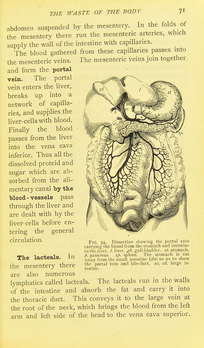 abdomen suspended by the mesentery. In the folds of the mesentery there run the mesenteric arteries, which supply the wall of the intestine with capillaries. The blood gathered from these capillaries passes into the mesenteric veins. The mesenteric veins join together and form the portal vein. The portal vein enters the liver, breaks up into a network of capilla- ries, and supplies the liver-cells with blood. Finally the blood passes from the liver into the vena cava inferior. Thus all the dissolved proteid and sugar which are ab- sorbed from the ali- mentary canal by the blood - vessels pass through the liver and are dealt with by the liver-cells before en- tering the general circulation. Fig. 34. Dissection showing the portal vein carrying the blood from the stomach and intestine to the liver. /. liver, gb. gall-bladder, si. stomach. p. pancreas, sp. spleen. The stomach is cut away from the small intestine (du) so as to show the portal vein and bile-duct, ac, cd. large in- testine. The lacteals. In the mesentery there are also numerous lymphatics called lacteals. The lacteals run in the walls of the intestine and absorb the fat and carry it into the thoracic duct. This conveys it to the large vein at the root of the neck, which brings the blood from the left arm and left side of the head to the vena cava superior.