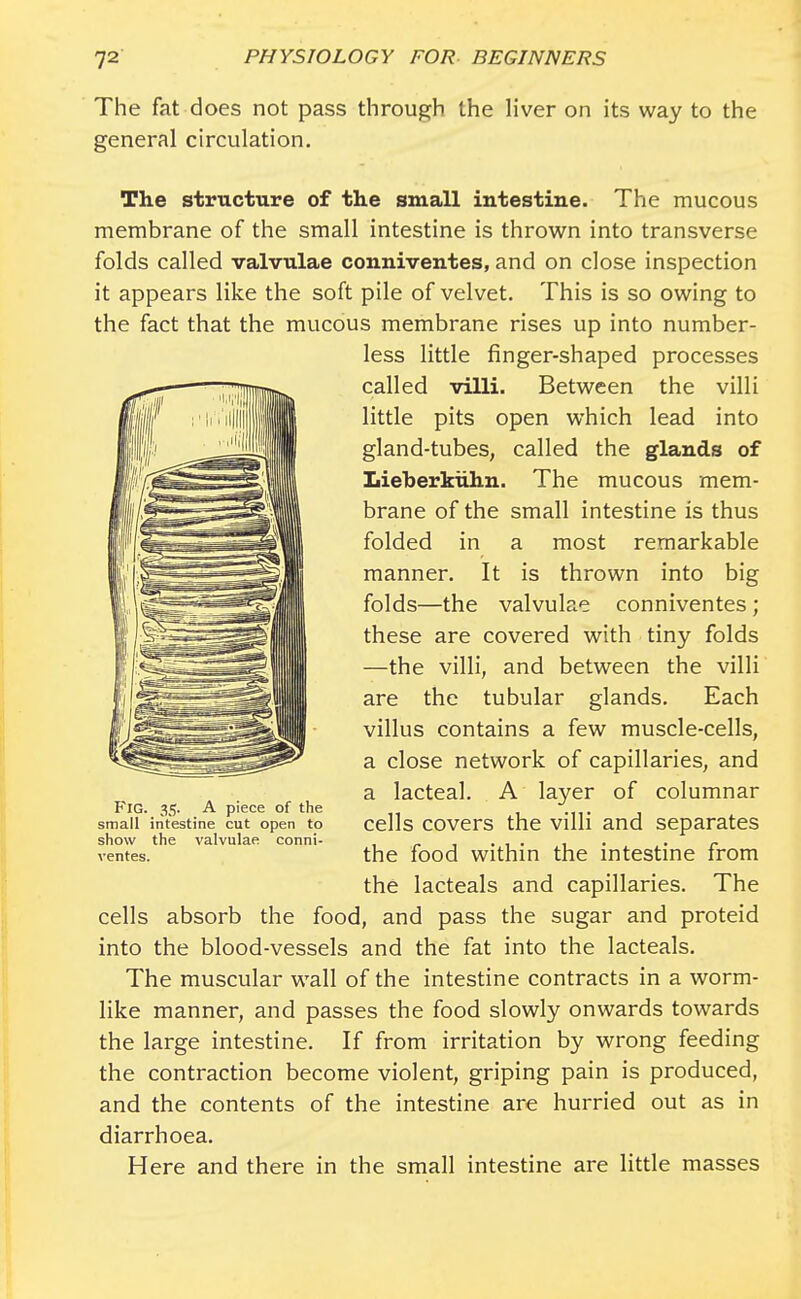 The fat does not pass through the liver on its way to the general circulation. The structure of the small intestine. The mucous membrane of the small intestine is thrown into transverse folds called valvulae conniventes, and on close inspection it appears like the soft pile of velvet. This is so owing to the fact that the mucous membrane rises up into number- less little finger-shaped processes called villi. Between the villi little pits open which lead into gland-tubes, called the glands of Lieberkuhn. The mucous mem- brane of the small intestine is thus folded in a most remarkable manner. It is thrown into big folds—the valvulae conniventes ; these are covered with tiny folds —the villi, and between the villi are the tubular glands. Each villus contains a few muscle-cells, a close network of capillaries, and a lacteal. A layer of columnar cells covers the villi and separates the food within the intestine from the lacteals and capillaries. The cells absorb the food, and pass the sugar and proteid into the blood-vessels and the fat into the lacteals. The muscular wall of the intestine contracts in a worm- like manner, and passes the food slowly onwards towards the large intestine. If from irritation by wrong feeding the contraction become violent, griping pain is produced, and the contents of the intestine are hurried out as in diarrhoea. Here and there in the small intestine are little masses Fig. 35. A piece of the small intestine cut open to show the valvulae conni- ventes.