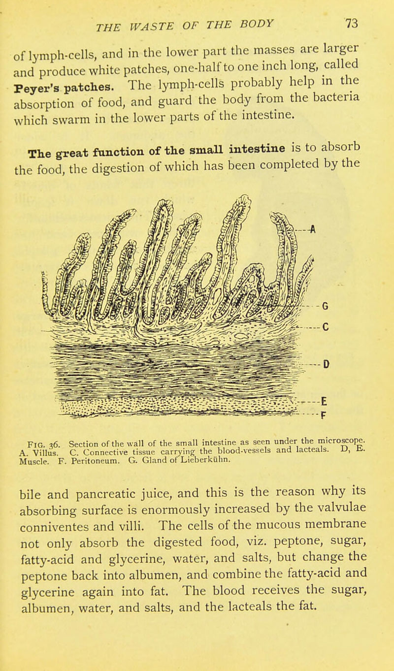 of lymph-cells, and in the lower part the masses are larger and produce white patches, one-half to one inch long, called Peyer's patches. The lymph-cells probably help in the absorption of food, and guard the body from the bacteria which swarm in the lower parts of the intestine. The great function of the small intestine is to absorb the food, the digestion of which has been completed by the FIG. *6. Section of the wall of the small intestine as seen under the microscope. A. Villus. C. Connective tissue carrying the blood-vessels and lacteals. D, Ji. Muscle. F. Peritoneum. G. Gland of Lieberkiihn. bile and pancreatic juice, and this is the reason why its absorbing surface is enormously increased by the valvulae conniventes and villi. The cells of the mucous membrane not only absorb the digested food, viz. peptone, sugar, fatty-acid and glycerine, water, and salts, but change the peptone back into albumen, and combine the fatty-acid and glycerine again into fat. The blood receives the sugar, albumen, water, and salts, and the lacteals the fat.