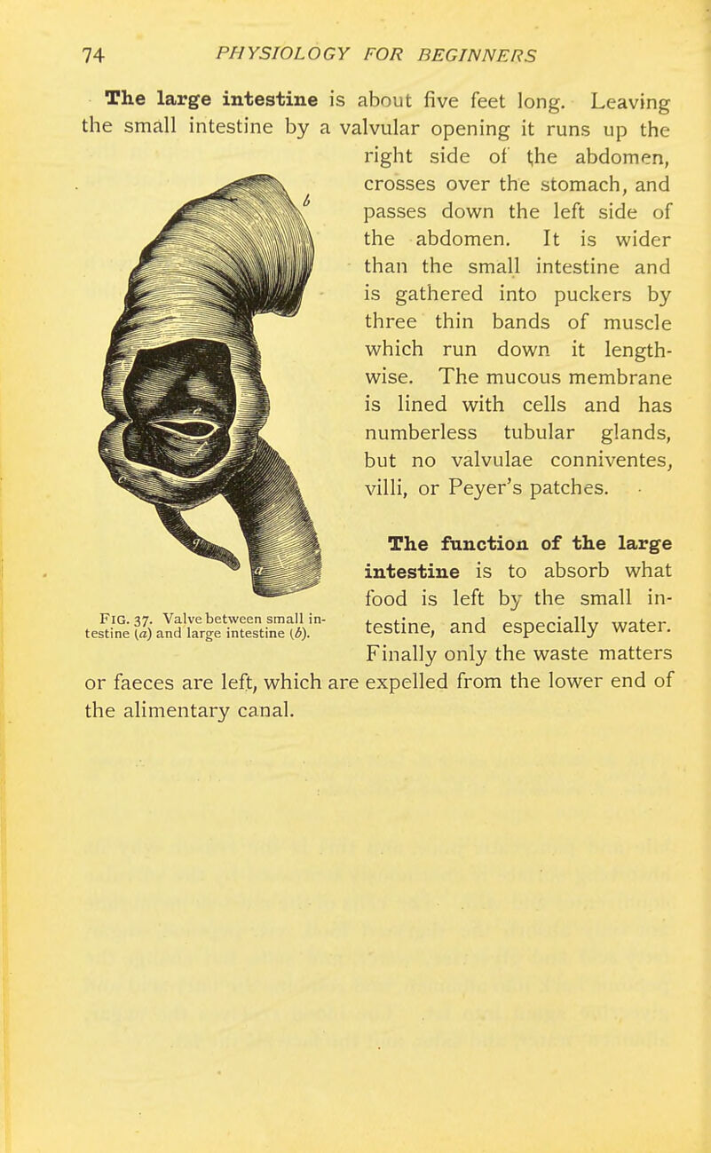 The large intestine is about five feet long. Leaving the small intestine by a valvular opening it runs up the right side of t;he abdomen, crosses over the stomach, and passes down the left side of the abdomen. It is wider than the small intestine and is gathered into puckers by three thin bands of muscle which run down it length- wise. The mucous membrane is lined with cells and has numberless tubular glands, but no valvulae conniventes, villi, or Peyer's patches. The function of the large intestine is to absorb what food is left by the small in- testine, and especially water. Finally only the waste matters or faeces are left, which are expelled from the lower end of the alimentary canal. Fig. 37. Valve between small in- testine (a) and large intestine (b).