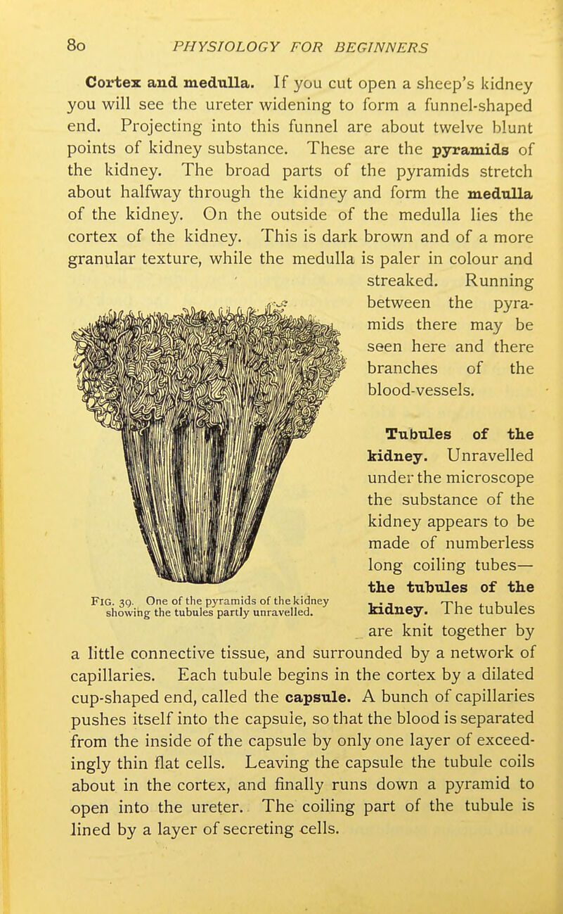 Cortex and medulla. If you cut open a sheep's kidney you will see the ureter widening to form a funnel-shaped end. Projecting into this funnel are about twelve blunt points of kidney substance. These are the pyramids of the kidney. The broad parts of the pyramids stretch about halfway through the kidney and form the medulla of the kidney. Gn the outside of the medulla lies the cortex of the kidney. This is dark brown and of a more granular texture, while the medulla is paler in colour and streaked. Running between the pyra- mids there may be seen here and there branches of the blood-vessels. Tubules of the kidney. Unravelled under the microscope the substance of the kidney appears to be made of numberless long coiling tubes— the tubules of the Fig. m One of the pyramids of the kidney , . _ , ■. showing the tubules partly unravelled. kidney. 1 he tUDUleS are knit together by a little connective tissue, and surrounded by a network of capillaries. Each tubule begins in the cortex by a dilated cup-shaped end, called the capsule. A bunch of capillaries pushes itself into the capsule, so that the blood is separated from the inside of the capsule by only one layer of exceed- ingly thin flat cells. Leaving the capsule the tubule coils about in the cortex, and finally runs down a pyramid to open into the ureter. The coiling part of the tubule is lined by a layer of secreting cells.