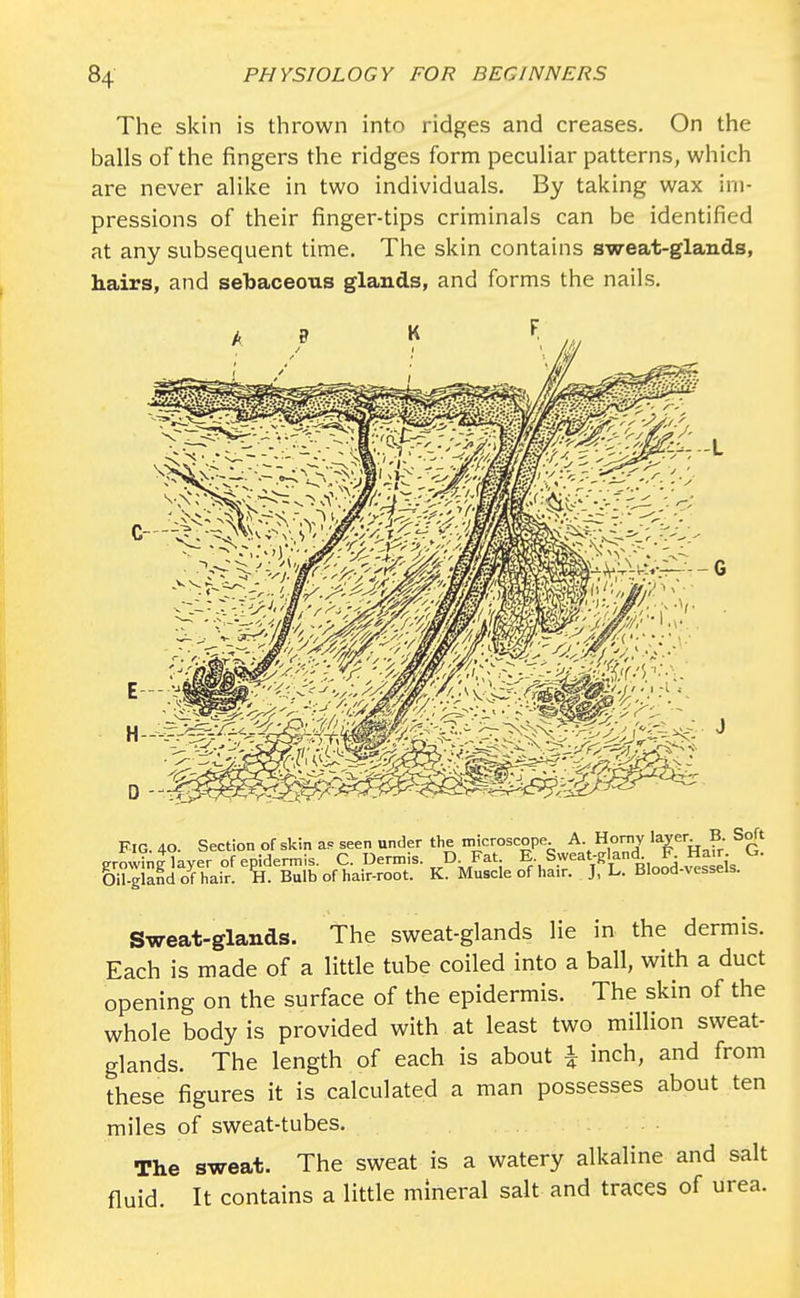 The skin is thrown into ridges and creases. On the balls of the fingers the ridges form peculiar patterns, which are never alike in two individuals. By taking wax im- pressions of their finger-tips criminals can be identified at any subsequent time. The skin contains sweat-glands, hairs, and sebaceous glands, and forms the nails. FIG. 40. Section of skin as seen under the microscope A. Horny layer B. Soft growing layer of epidermis. C. Dermis. D Fat E Sweat-glandL F. Hair O. Oil-gland of hair. %. Bulb of hair-root. K. Muscle of hair. J, L. Blood-vessels. Sweat-glands. The sweat-glands lie in the dermis. Each is made of a little tube coiled into a ball, with a duct opening on the surface of the epidermis. The skin of the whole body is provided with at least two million sweat- glands. The length of each is about £ inch, and from these figures it is calculated a man possesses about ten miles of sweat-tubes. The sweat. The sweat is a watery alkaline and salt fluid. It contains a little mineral salt and traces of urea.