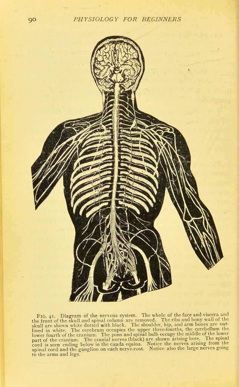 go FlG. 41. Diagram of the nervous system. The whole of the face and viscera and the front of the skull and spinal column are removed. The ribs and bony wall of the skull are shown white dotted with black. The shoulder, hip, and arm bones are out- lined in white. The cerebrum occupies the upper three-fourths, the cerebellum the lower fourth of the cranium. The pons and spinal bulb occupy the middle of the lower part of the cranium. The cranial nerves (black) are shown arising here. The spinal cord is seen ending below in the cauda equina. Notice the nerves arising from the spinal cord and the ganglion on each nerve-root. Notice also the large nerves going to the arms and legs.