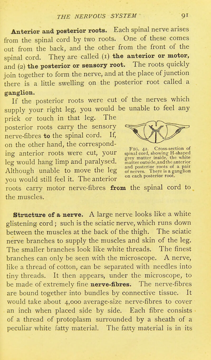 Anterior and posterior roots. Each spinal nerve arises from the spinal cord by two roots. One of these comes out from the back, and the other from the front of the spinal cord. They are called (1) the anterior or motor, and (2) the posterior or sensory root. The roots quickly join together to form the nerve, and at the place of junction there is a little swelling on the posterior root called a ganglion. If the posterior roots were cut of the nerves which supply your right leg, you would be unable to feel any prick or touch in that leg. The posterior roots carry the sensory nerve-fibres to the spinal cord. If, on the other hand, the correspond- ing anterior roots were cut, your leg would hang limp and paralysed. Although unable to move the leg you would still feel it. The anterior roots carry motor nerve-fibres from the spinal cord to the muscles. FIG. 42. Cross-section of spinal cord, showing H-shaped grey matter inside, the white matter outside,and the anterior and posterior roots of a pair of nerves. There is a ganglion on each posterior root. Structure of a nerve. A large nerve looks like a white glistening cord; such is the sciatic nerve, which runs down between the muscles at the back of the thigh. The sciatic nerve branches to supply the muscles and skin of the leg. The smaller branches look like white threads. The finest branches can only be seen with the microscope. A nerve, like a thread of cotton, can be separated with needles into tiny threads. It then appears, under the microscope, to be made of extremely fine nerve-fibres. The nerve-fibres are bound together into bundles by connective tissue. It would take about 4,000 average-size nerve-fibres to cover an inch when placed side by side. Each fibre consists of a thread of protoplasm surrounded by a sheath of a peculiar white fatty material. The fatty material is in its