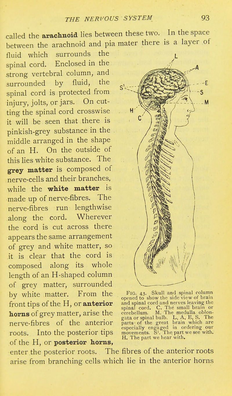 called the arachnoid lies between these two. In the space between the arachnoid and pia mater there is a layer of fluid which surrounds the spinal cord. Enclosed in the strong vertebral column, and surrounded by fluid, the spinal cord is protected from injury, jolts, or jars. On cut- ting the spinal cord crosswise it will be seen that there is pinkish-grey substance in the middle arranged in the shape of an H. On the outside of this lies white substance. The grey matter is composed of nerve-cells and their branches, while the white matter is made up of nerve-fibres. The nerve-fibres run lengthwise along the cord. Wherever the cord is cut across there appears the same arrangement of grey and white matter, so it is clear that the cord is composed along its whole length of an H-shaped column of grey matter, surrounded by white matter. From the front tips of the H, or anterior horns of grey matter, arise the nerve-fibres of the anterior roots. Into the posterior tips of the H, or posterior horns, enter the posterior roots. The fibres of the anterior roots arise from branching cells which lie in the anterior horns Fig. 43. Skull and spinal column opened to show the side view of brain and spinal cord and nerves leaving the spinal cord. C. The small brain or cerebellum. M. The medulla oblon- gata or spinal bulb. L, A, E, S. The parts of the great brain which are especially engaged in ordering our movements. §'. The part we see with. H. The part we hear with.