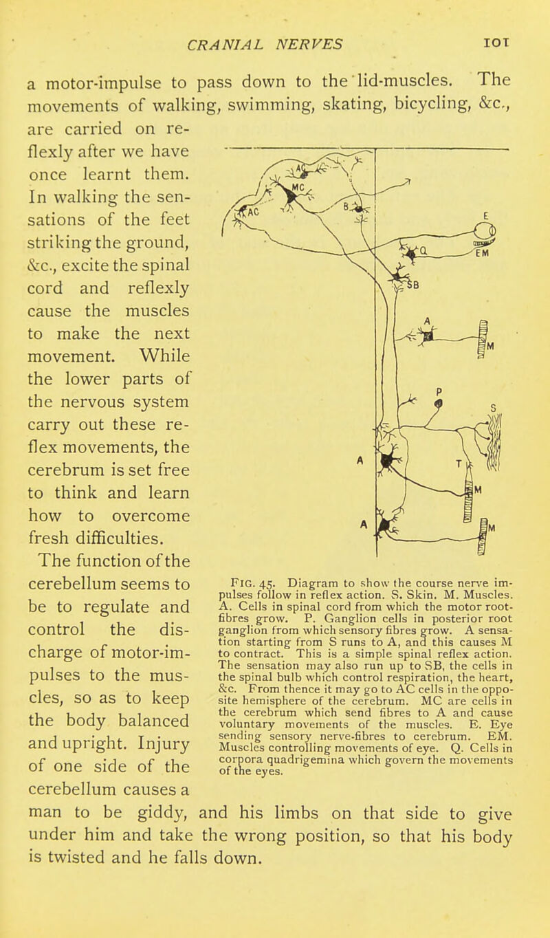 a motor-impulse to pass down to the'lid-muscles. The movements of walking, swimming, skating, bicycling, &c, are carried on re- flexly after we have once learnt them. In walking the sen- sations of the feet striking the ground, &c, excite the spinal cord and reflexly cause the muscles to make the next movement. While the lower parts of the nervous system carry out these re- flex movements, the cerebrum is set free to think and learn how to overcome fresh difficulties. The function of the cerebellum seems to be to regulate and control the dis- charge of motor-im- pulses to the mus- cles, so as to keep the body balanced and upright. Injury of one side of the cerebellum causes a man to be giddy, and his limbs on that side to give under him and take the wrong position, so that his body is twisted and he falls down. Fig. 45. Diagram to show the course nerve im- pulses follow in reflex action. S. Skin. M. Muscles. A. Cells in spinal cord from which the motor root- fibres grow. P. Ganglion cells in posterior root ganglion from which sensory fibres grow. A sensa- tion starting from S runs to A, ana this causes M to contract. This is a simple spinal reflex action. The sensation may also run up to SB, the cells in the spinal bulb which control respiration, the heart, &c. From thence it may go to AC cells in the oppo- site hemisphere of the cerebrum. MC are cells in the cerebrum which send fibres to A and cause voluntary movements of the muscles. E. Eye sending sensory nerve-fibres to cerebrum. EM. Muscles controlling movements of eye. Q. Cells in corpora quadrigemina which govern the movements of the eyes.