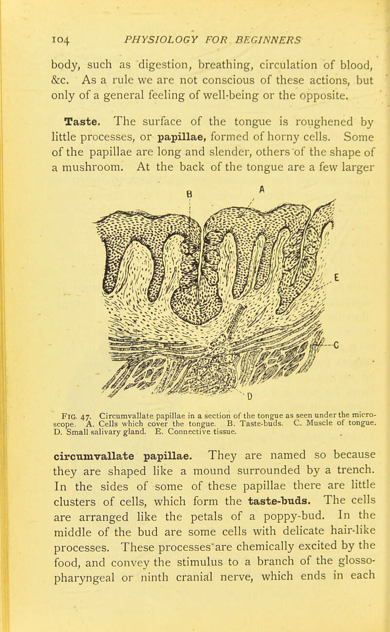 body, such as digestion, breathing, circulation of blood, &c. As a rule we are not conscious of these actions, but only of a general feeling of well-being or the opposite. Taste. The surface of the tongue is roughened by little processes, or papillae, formed of horny cells. Some of the papillae are long and slender, others of the shape of a mushroom. At the back of the tongue are a few larger Fig. 47. Circumvallate papillae in a section of the tongue as seen under the micro- scope. A. Cells which cover the tongue. B. Taste-buds. C. Muscle of tongue. D. Small salivary gland. E. Connective tissue. circumvallate papillae. They are named so because they are shaped like a mound surrounded by a trench. In the sides of some of these papillae there are little clusters of cells, which form the taste-buds. The cells are arranged like the petals of a poppy-bud. In the middle of the bud are some cells with delicate hair-like processes. These processes'are chemically excited by the food, and convey the stimulus to a branch of the glosso- pharyngeal or ninth cranial nerve, which ends in each